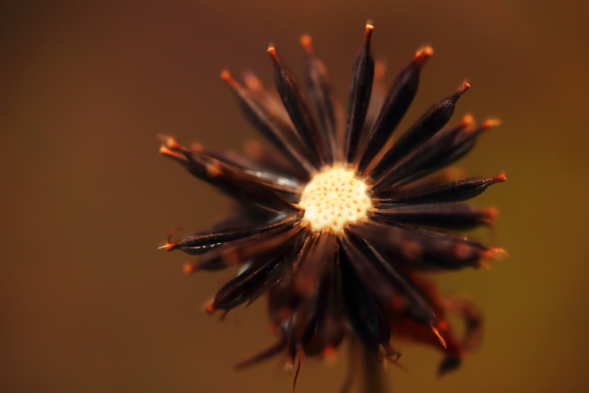 Canon EF-S 60mm F2.8 Macro USM sample photo. No x photography
