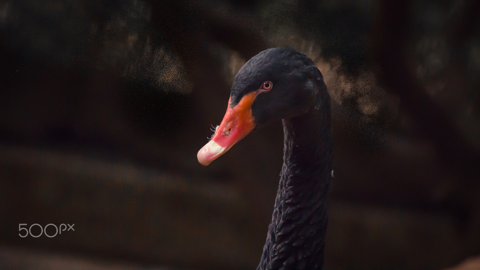 150-600mm F5-6.3 DG OS HSM | Contemporary 015 sample photo. Img photography