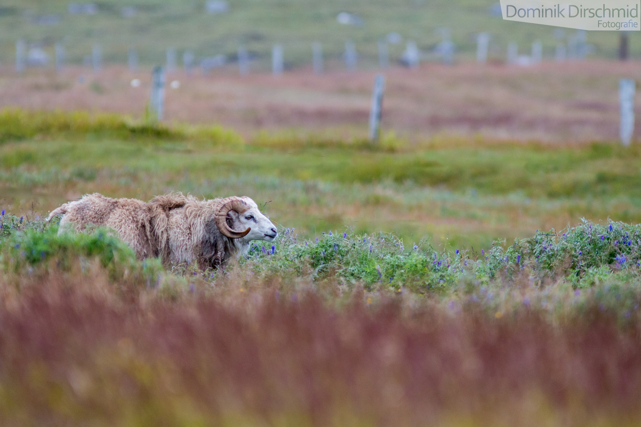 Canon EOS 70D + Canon EF 300mm F4L IS USM sample photo. Icelandsheep photography