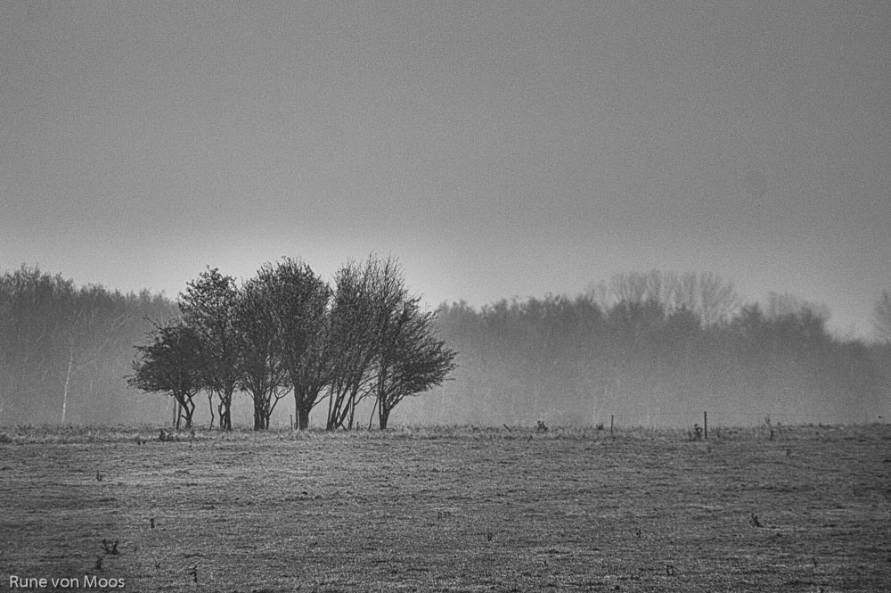 Nikon D3S sample photo. Trees photography