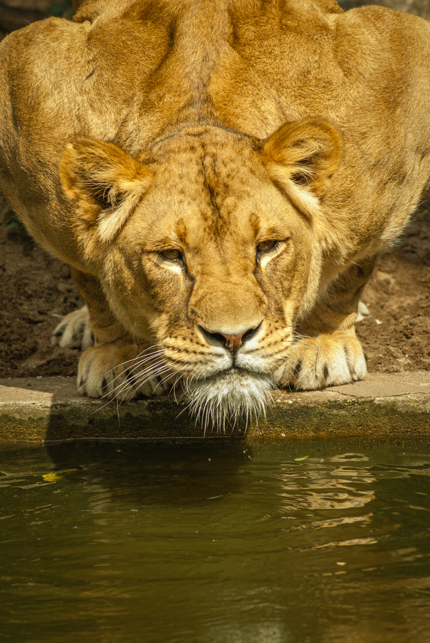 Tamron AF 70-300mm F4-5.6 Di LD Macro sample photo. I see you, but can't reach you... photography
