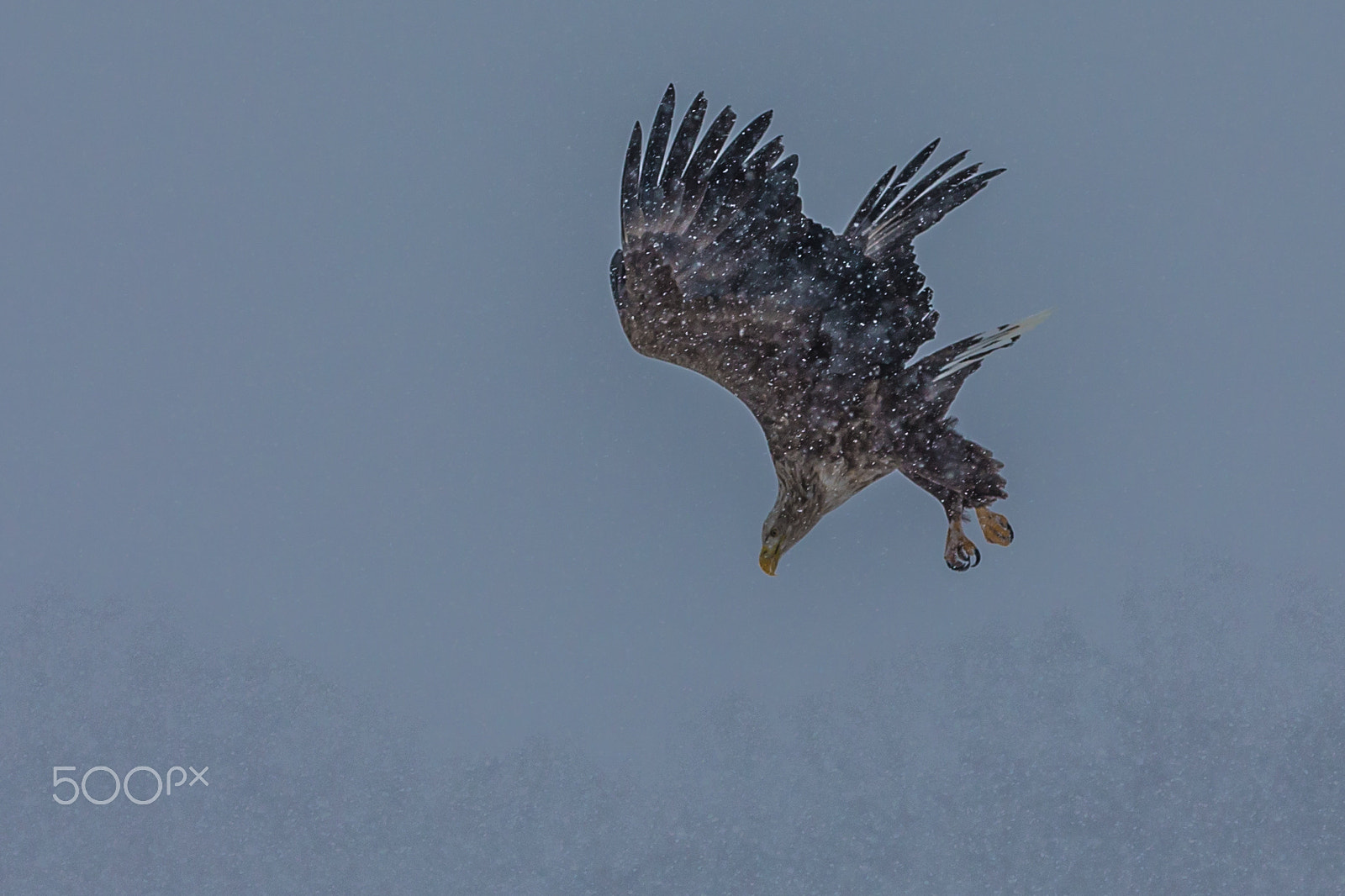 Canon EOS-1D X sample photo. Attack in snow photography