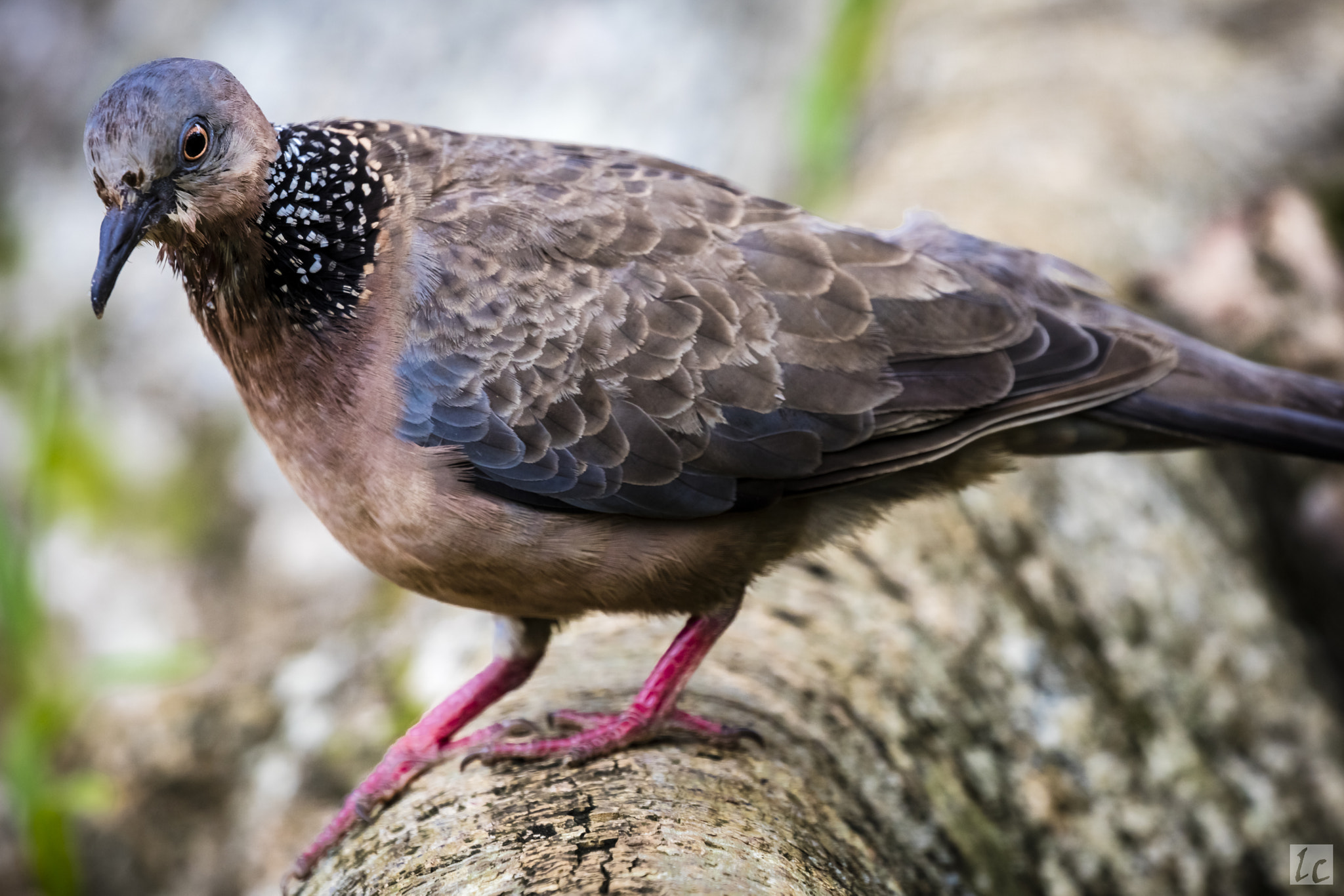 Canon EOS 5DS R + Canon EF 100-400mm F4.5-5.6L IS II USM sample photo. Spotted dove (suratensis) photography