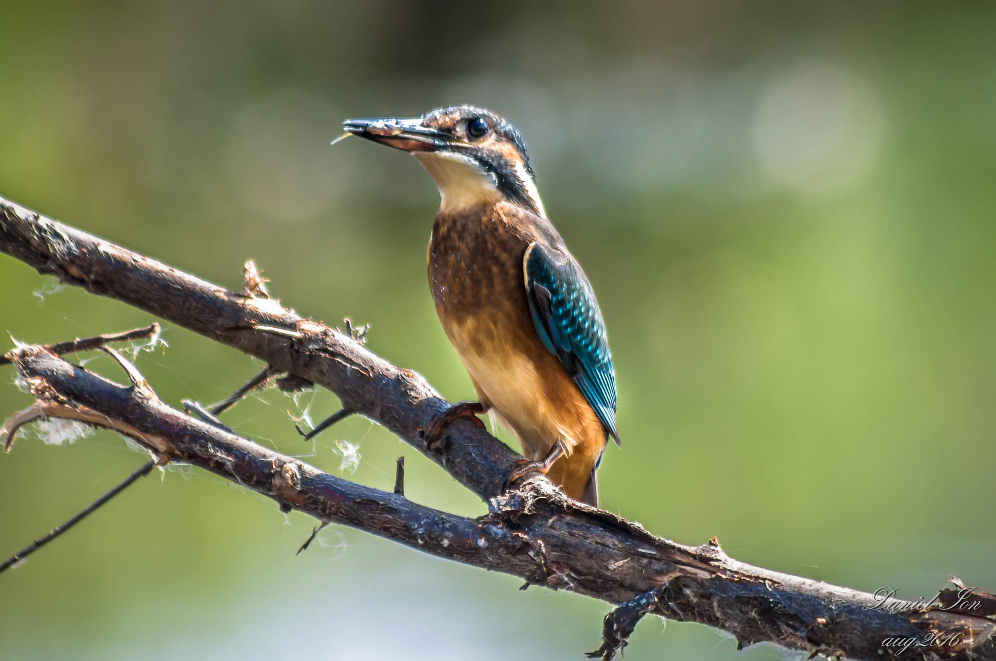 smc PENTAX-FA 80-320mm F4.5-5.6 sample photo. Alcedo atthis photography