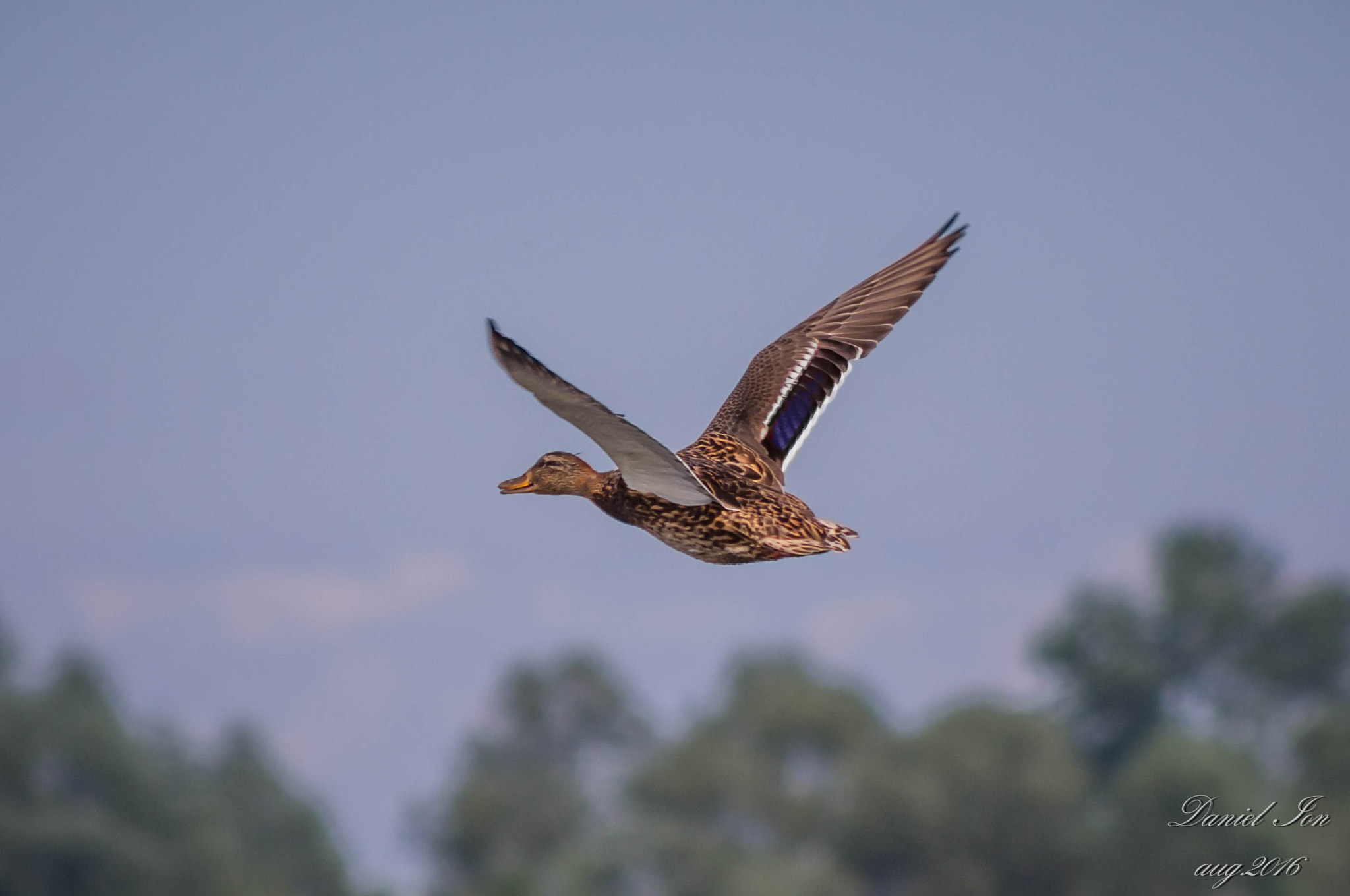 smc PENTAX-FA 80-320mm F4.5-5.6 sample photo. Anas platyrhynchos photography