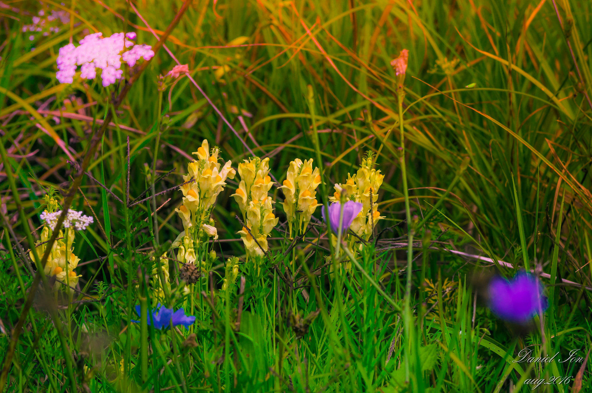smc PENTAX-FA 80-320mm F4.5-5.6 sample photo. Colors photography