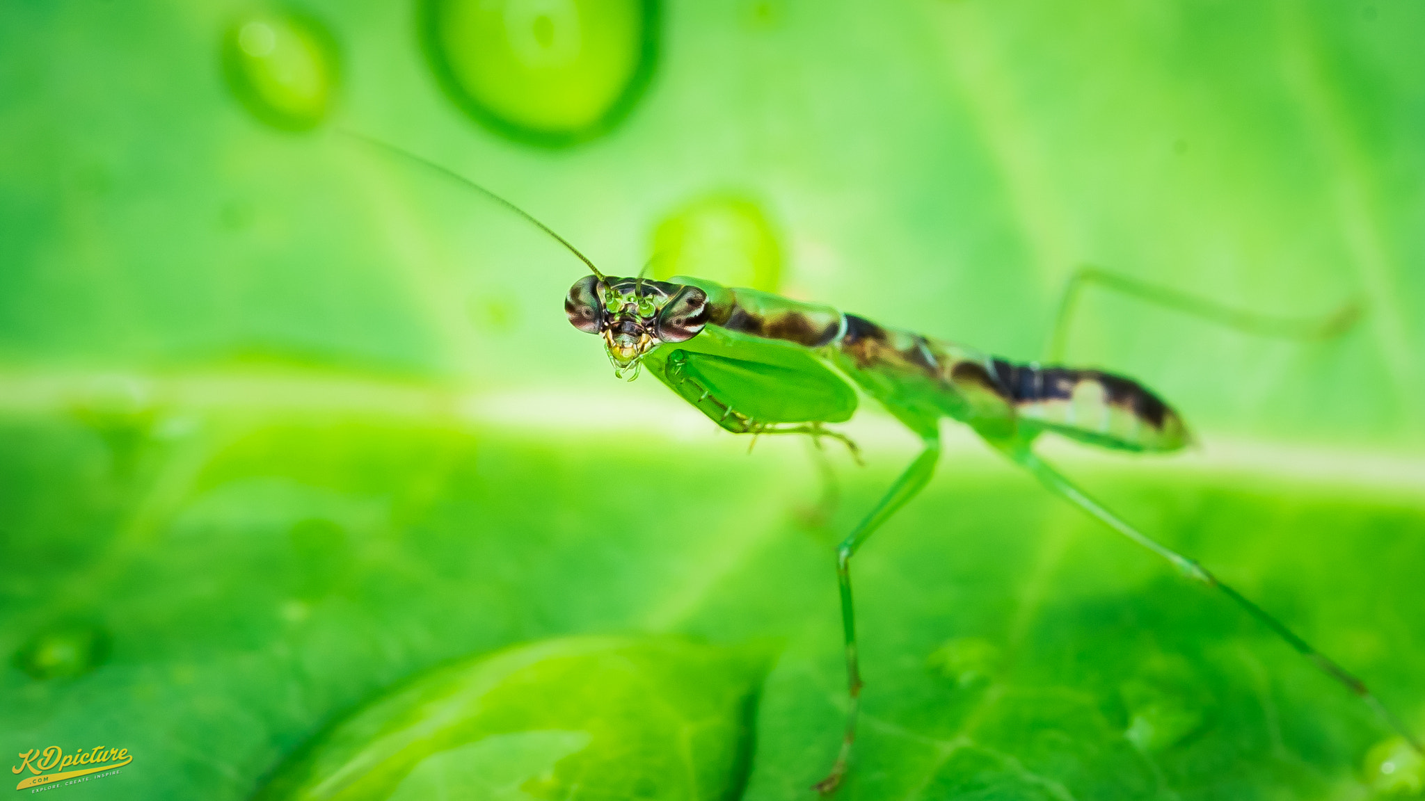 Nikon D750 + AF Nikkor 85mm f/1.8 sample photo. K macro photography