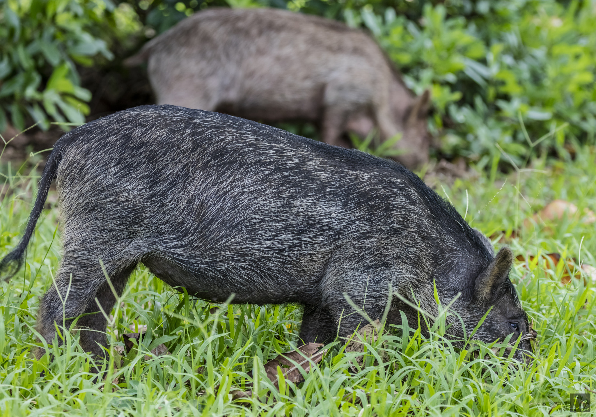 Canon EOS 5DS R + Canon EF 100-400mm F4.5-5.6L IS II USM sample photo. Wild boars photography