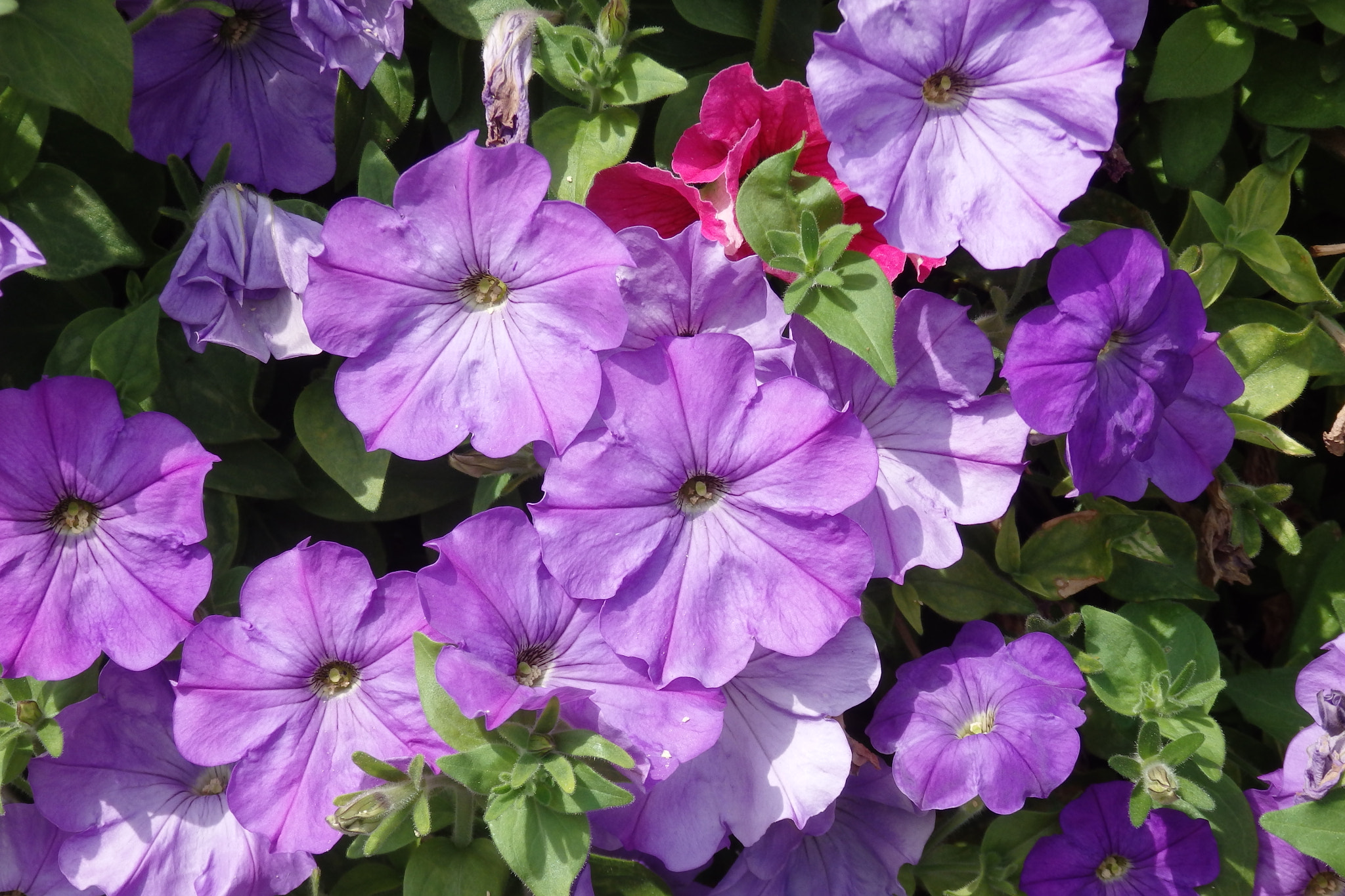 Olympus SZ-17 sample photo. Petunias photography