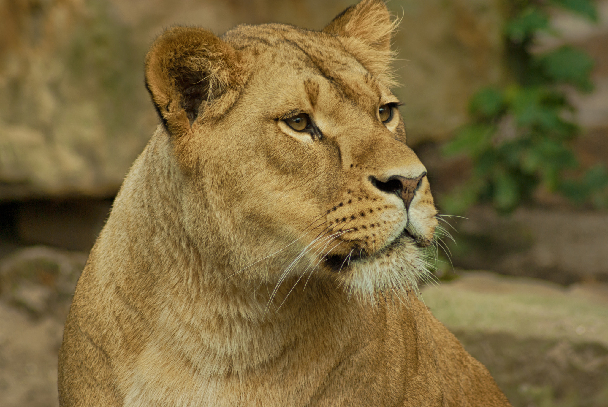 Tamron AF 70-300mm F4-5.6 Di LD Macro sample photo. Noblesse oblige photography
