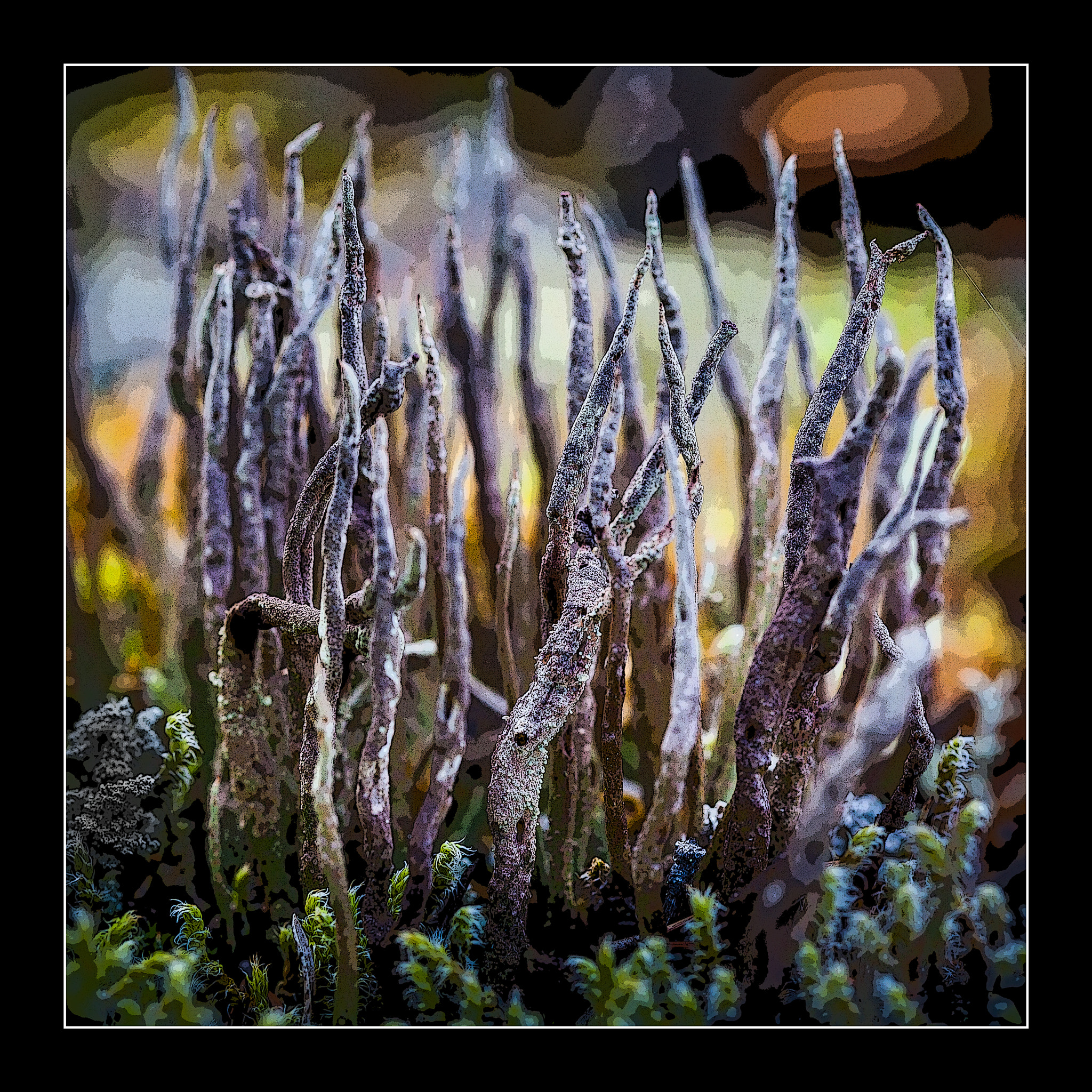 Sigma 105mm F2.8 EX DG OS HSM sample photo. Tiny photography