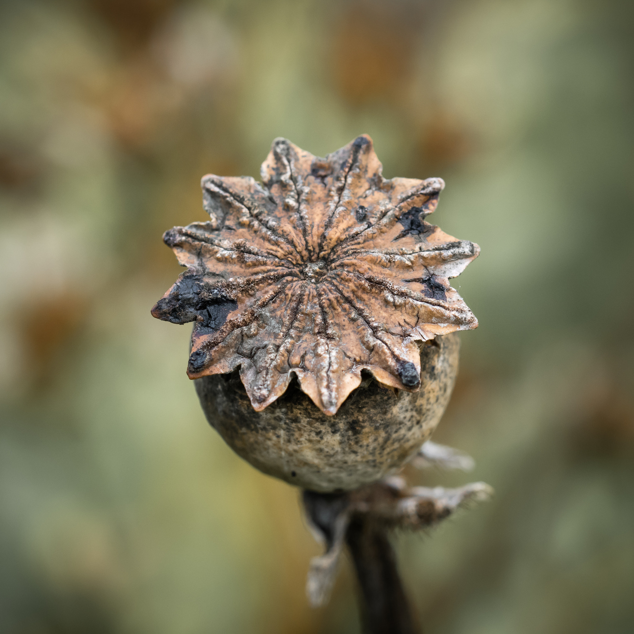 Canon EOS M3 + Canon EF 100mm F2.8L Macro IS USM sample photo. Poppy photography