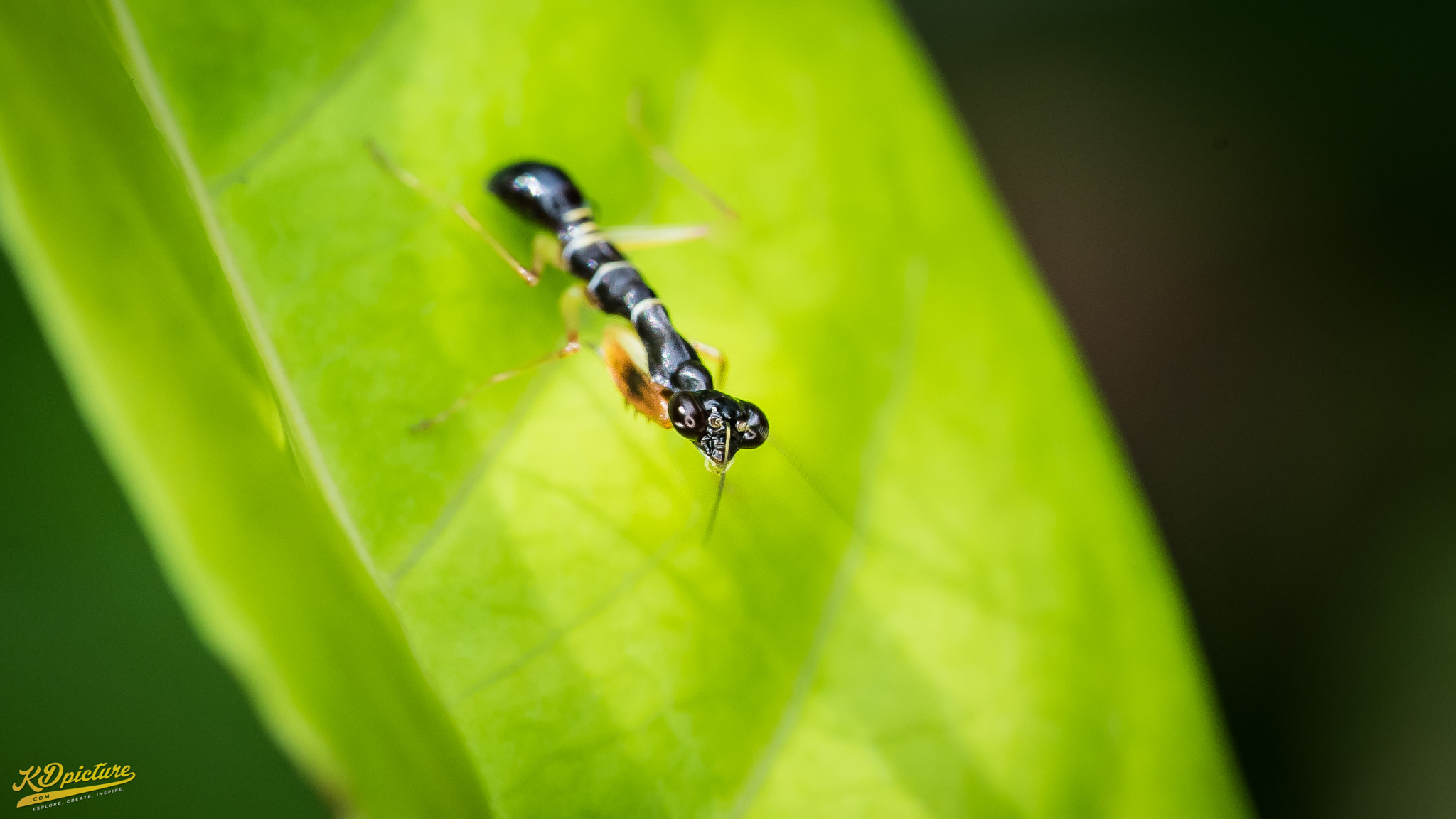 Nikon D750 + AF Nikkor 85mm f/1.8 sample photo. K macro photography