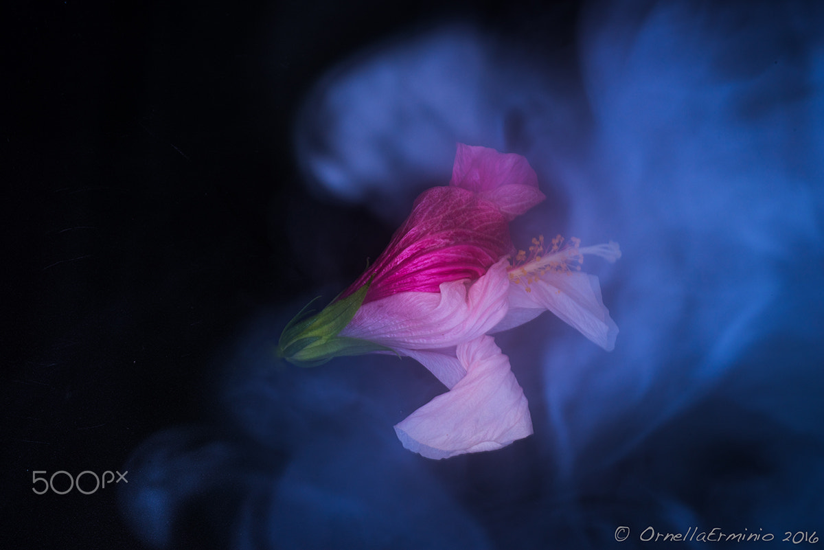 Nikon D810 + Nikon AF Micro-Nikkor 60mm F2.8D sample photo. Avvolta dal una nuvola di fumo photography
