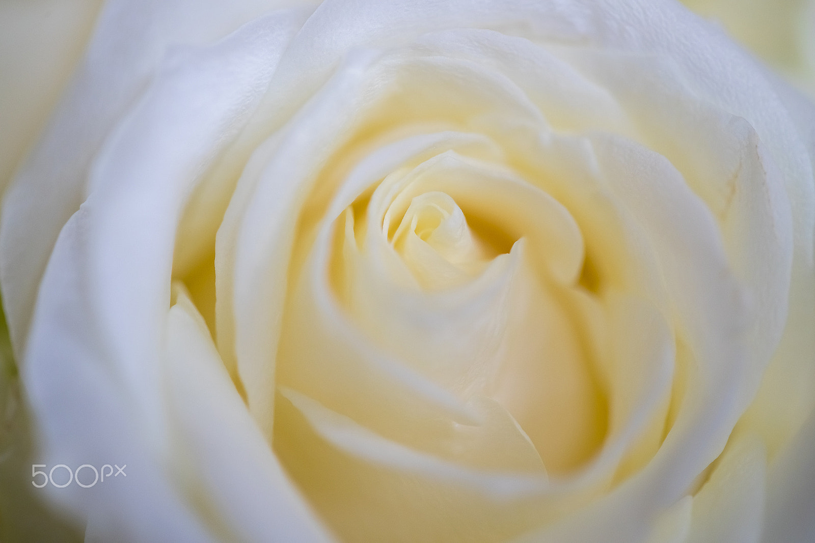 Canon EF 100mm F2.8 Macro USM sample photo. White rose photography