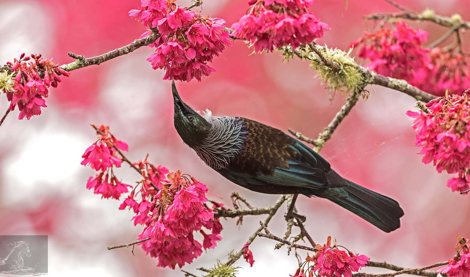 Canon EF 300mm F2.8L IS USM sample photo. Tui 39 photography