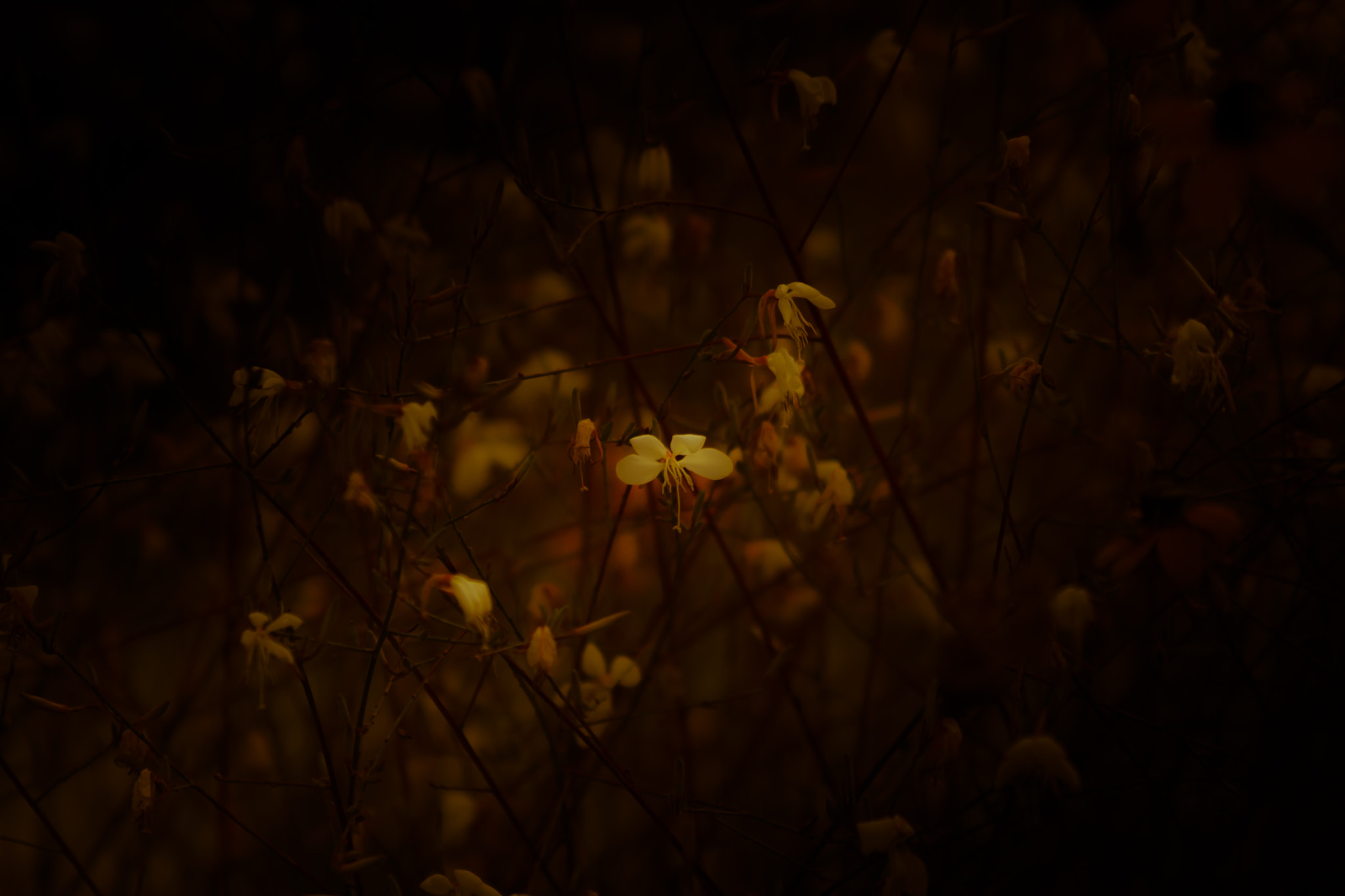 Sony DT 55-200mm F4-5.6 SAM sample photo. Life of the flower photography