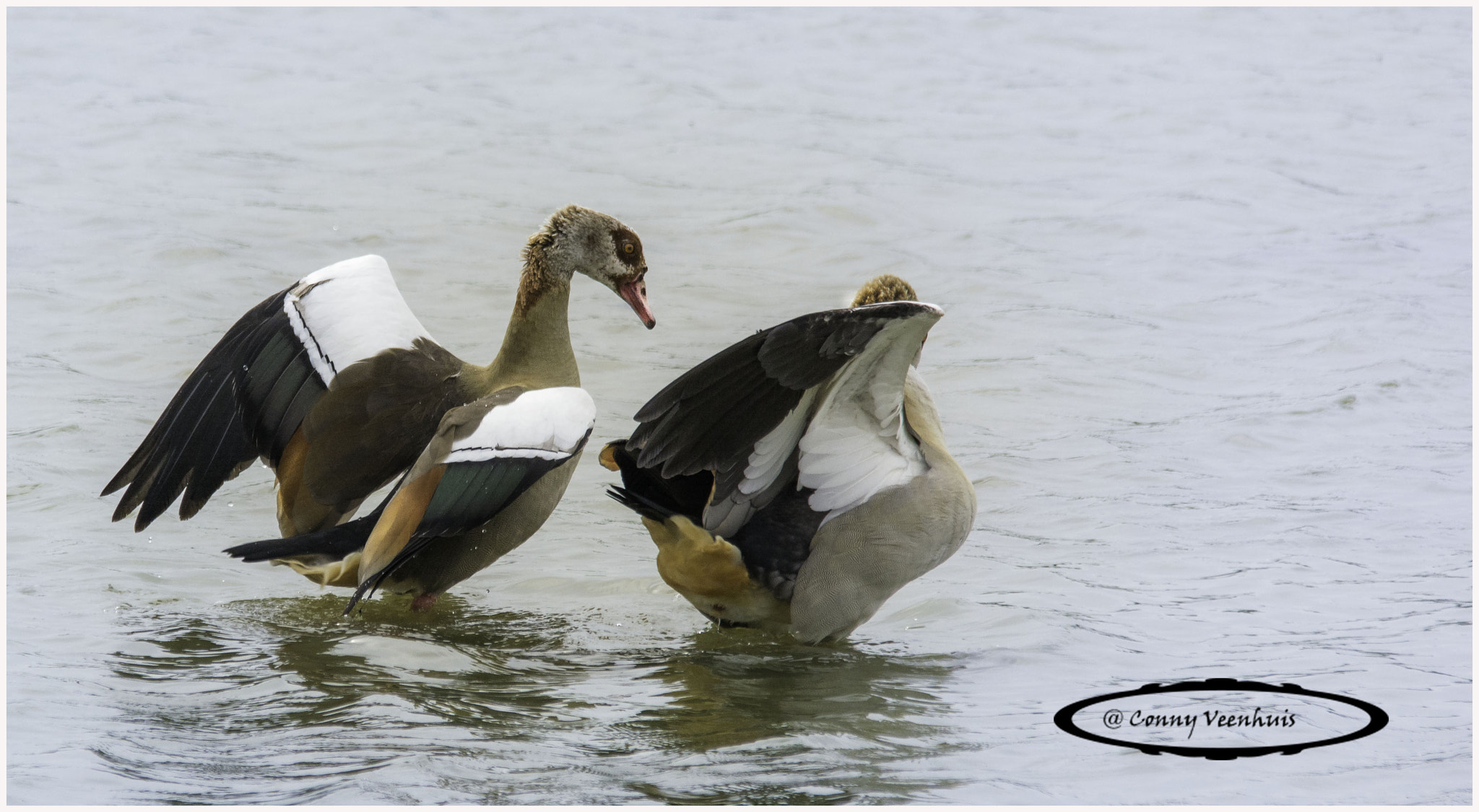 Sigma 150-500mm F5-6.3 DG OS HSM sample photo. Ducks photography