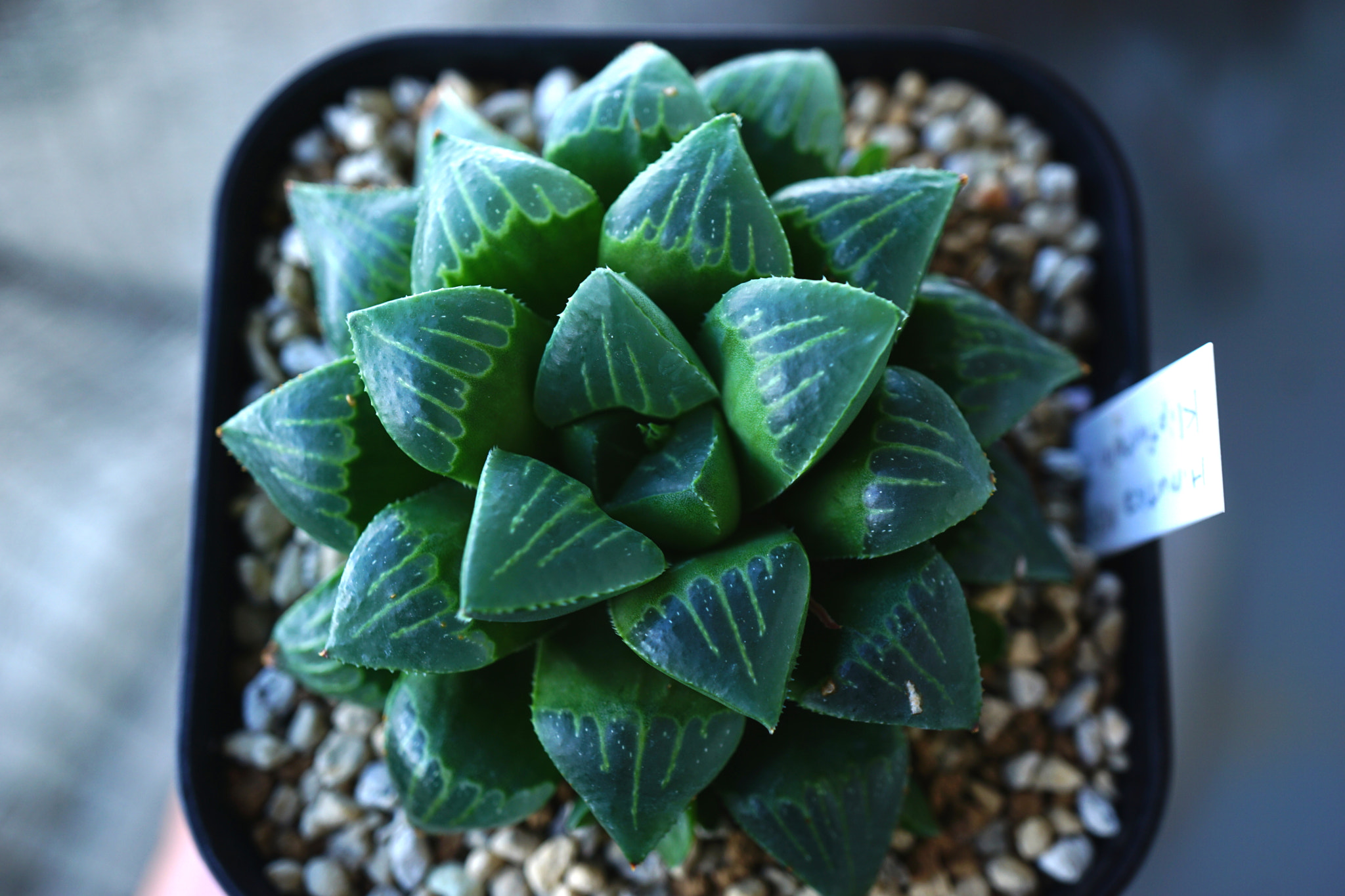 Sony E 30mm F3.5 sample photo. Haworthia ?? photography