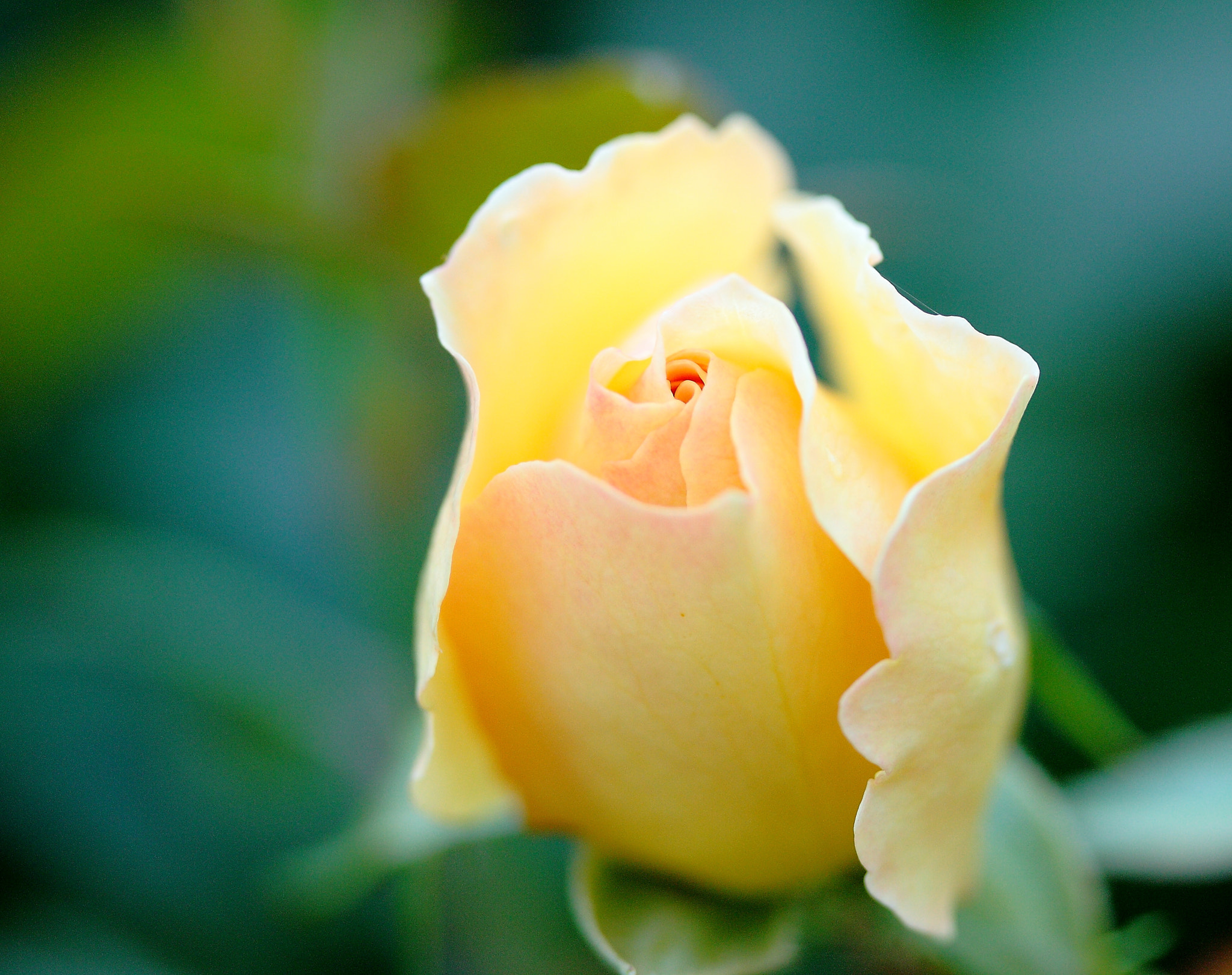 Canon EF-S 60mm F2.8 Macro USM sample photo. Rosa photography
