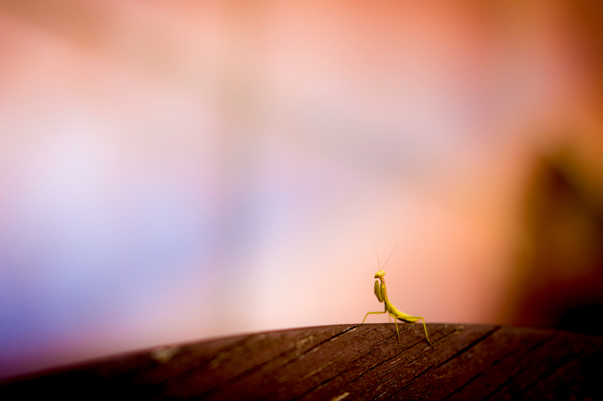 Sony Alpha NEX-6 + E 50mm F1.8 OSS sample photo. Baby mantis photography