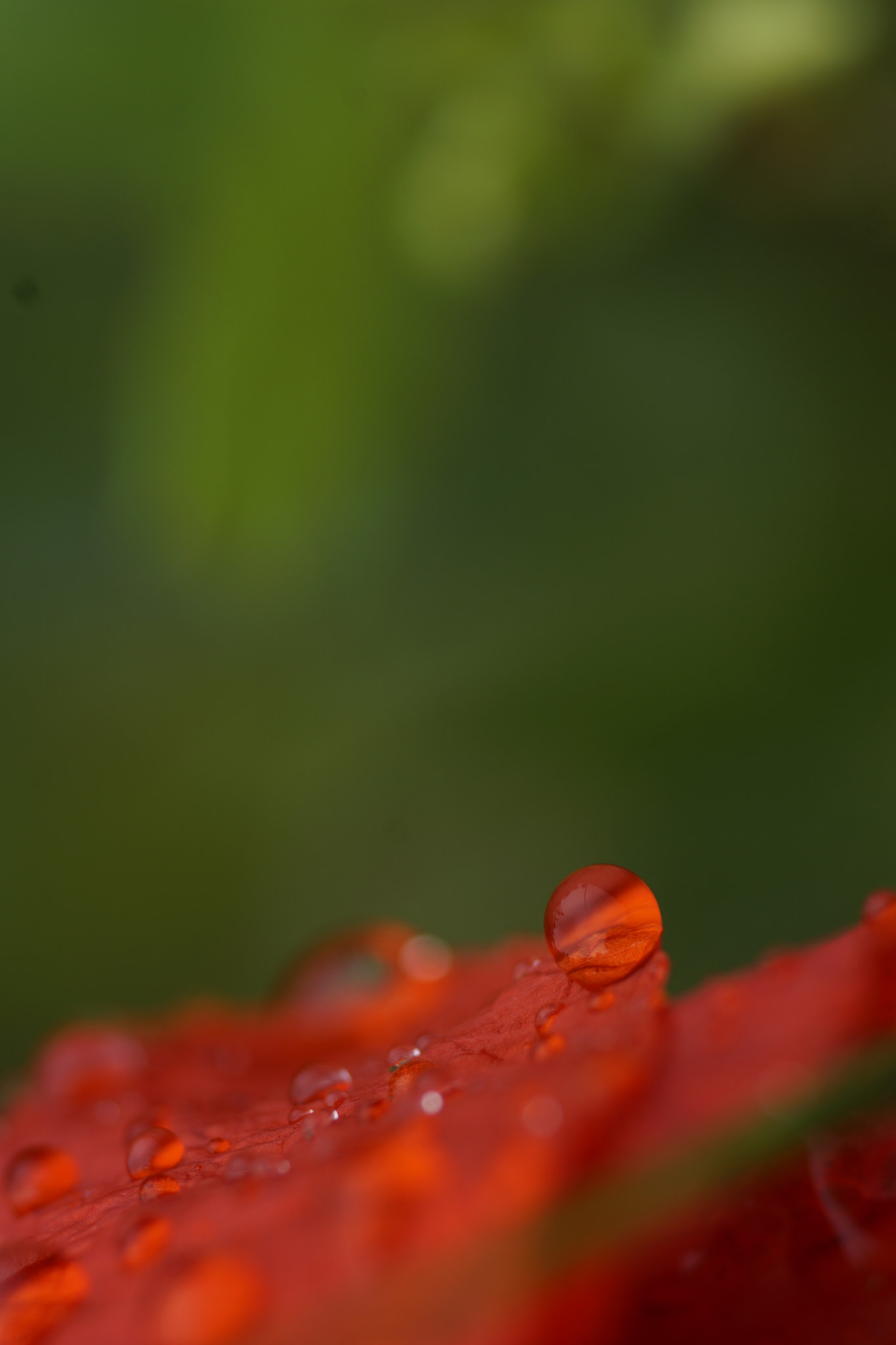 Tamron SP AF 90mm F2.8 Di Macro sample photo. Perla photography