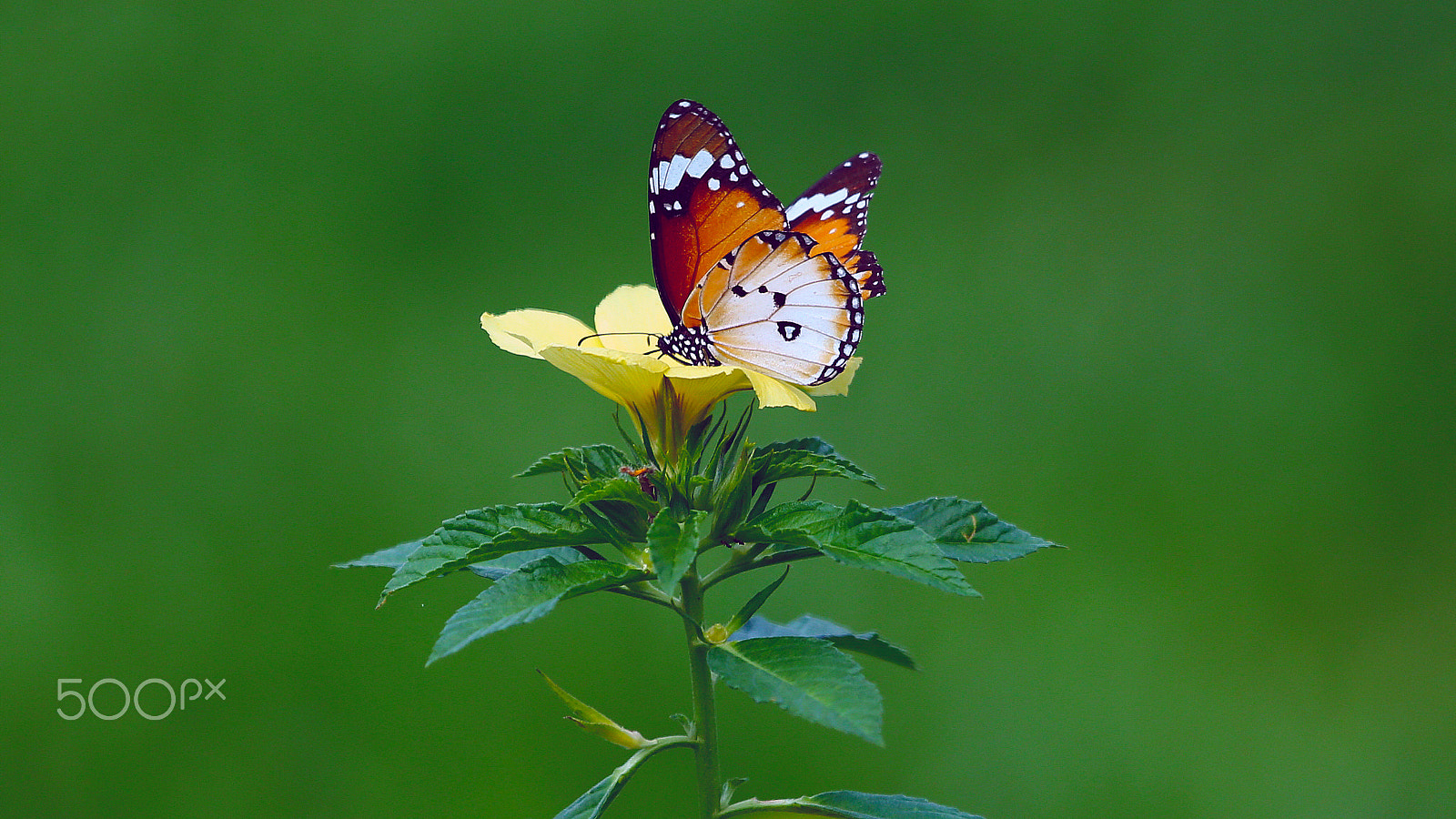 Canon EF 100-400mm F4.5-5.6L IS USM sample photo. Garden butterfly photography