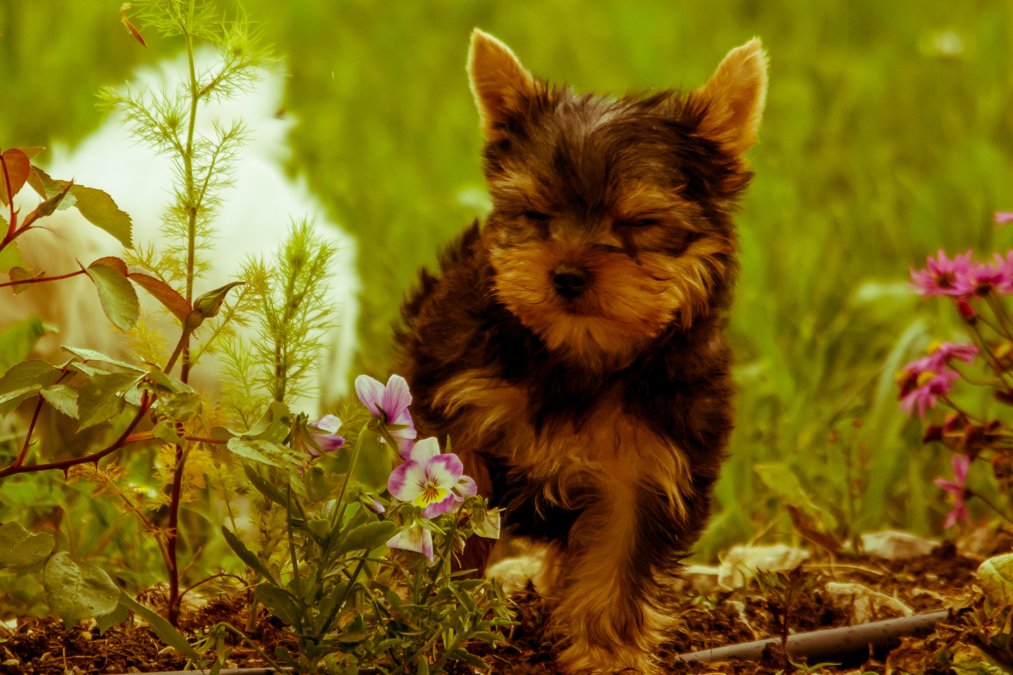 Sigma 150-500mm F5-6.3 DG OS HSM sample photo. Puppy photography