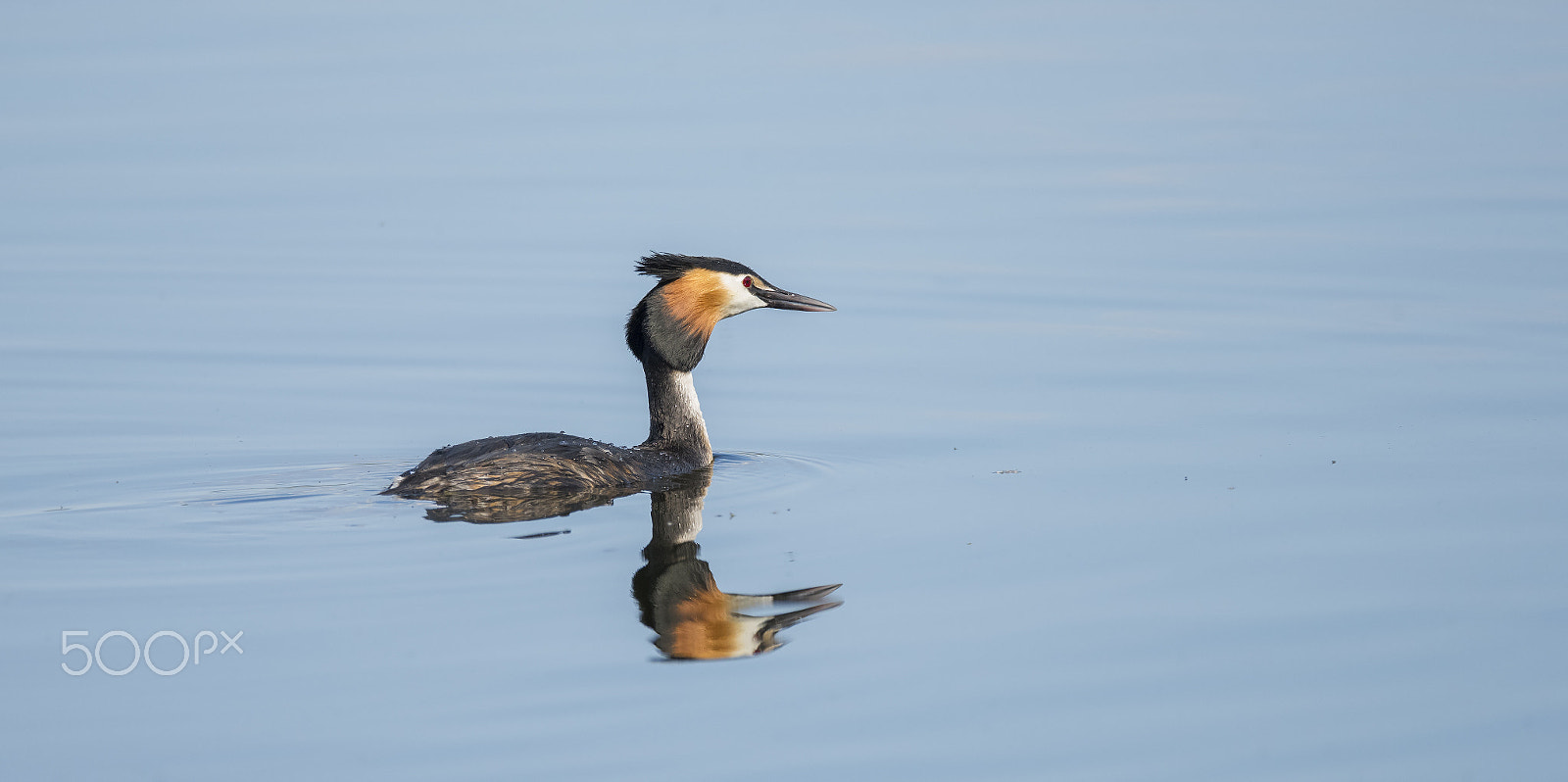 Nikon AF-S Nikkor 600mm F4E FL ED VR sample photo. Great crested grebe photography