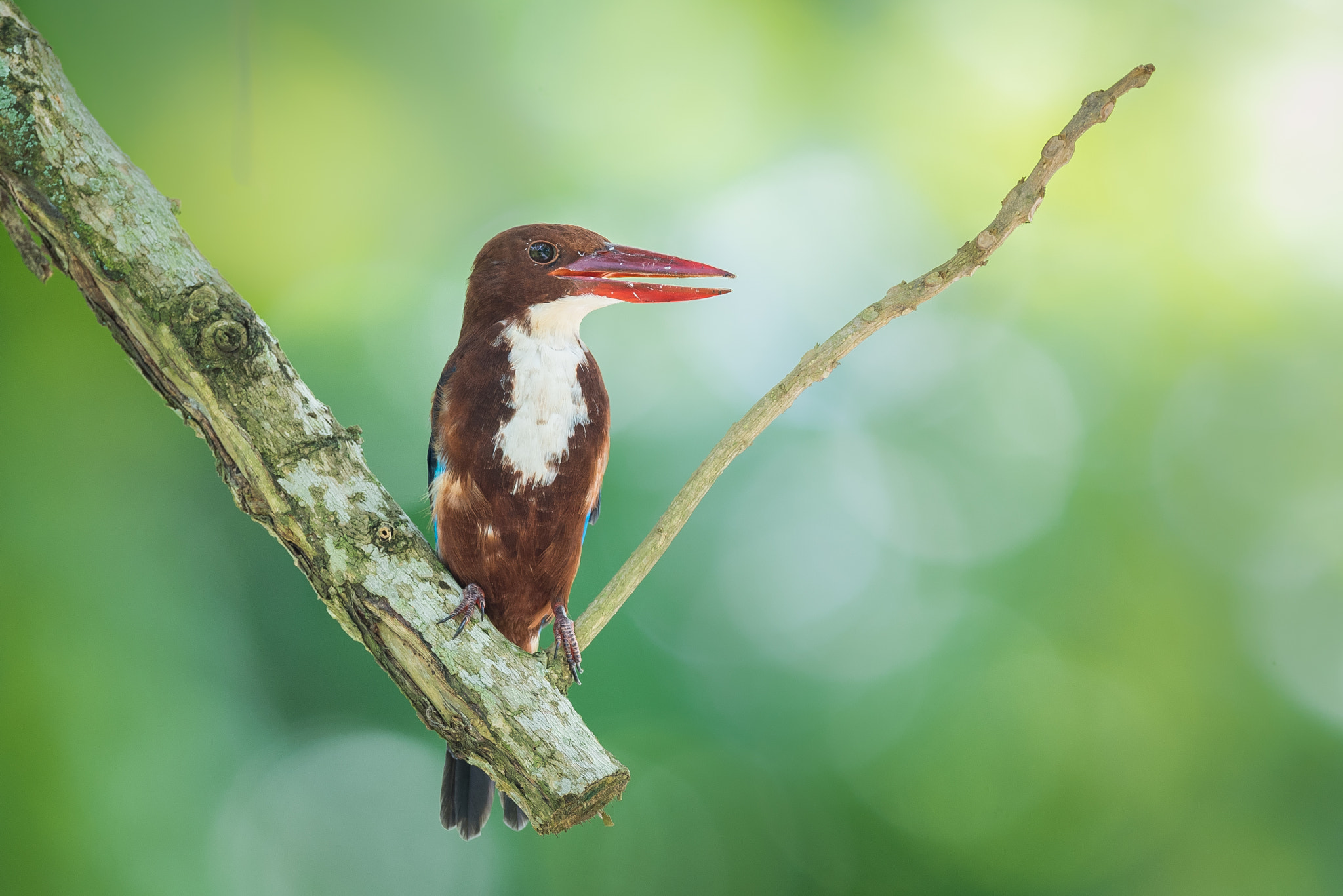 Nikon AF-S Nikkor 600mm F4E FL ED VR sample photo. White-throated kingfisher photography