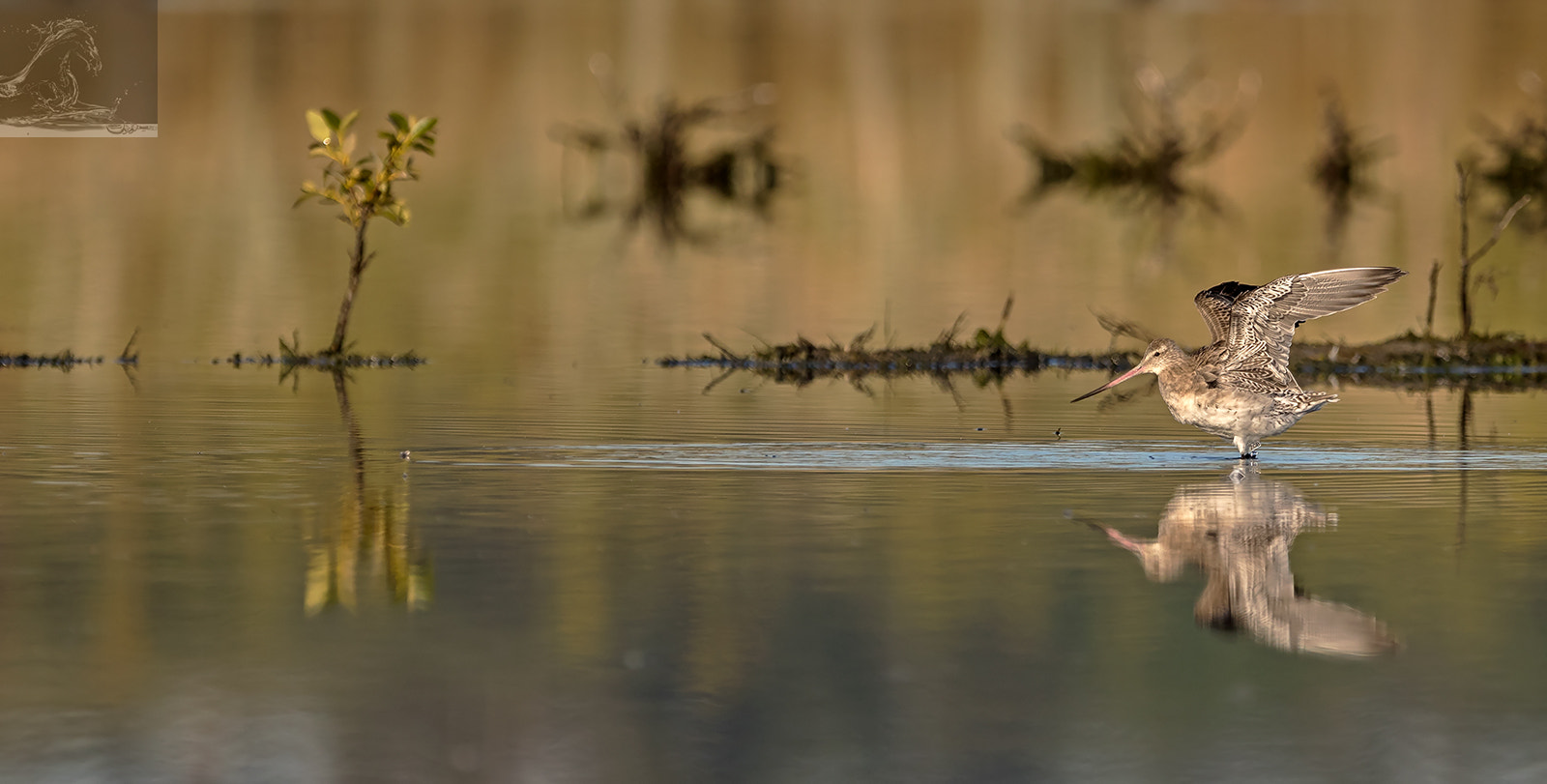 Canon EF 300mm F2.8L IS USM sample photo. Bar-tailed godwit 32 photography