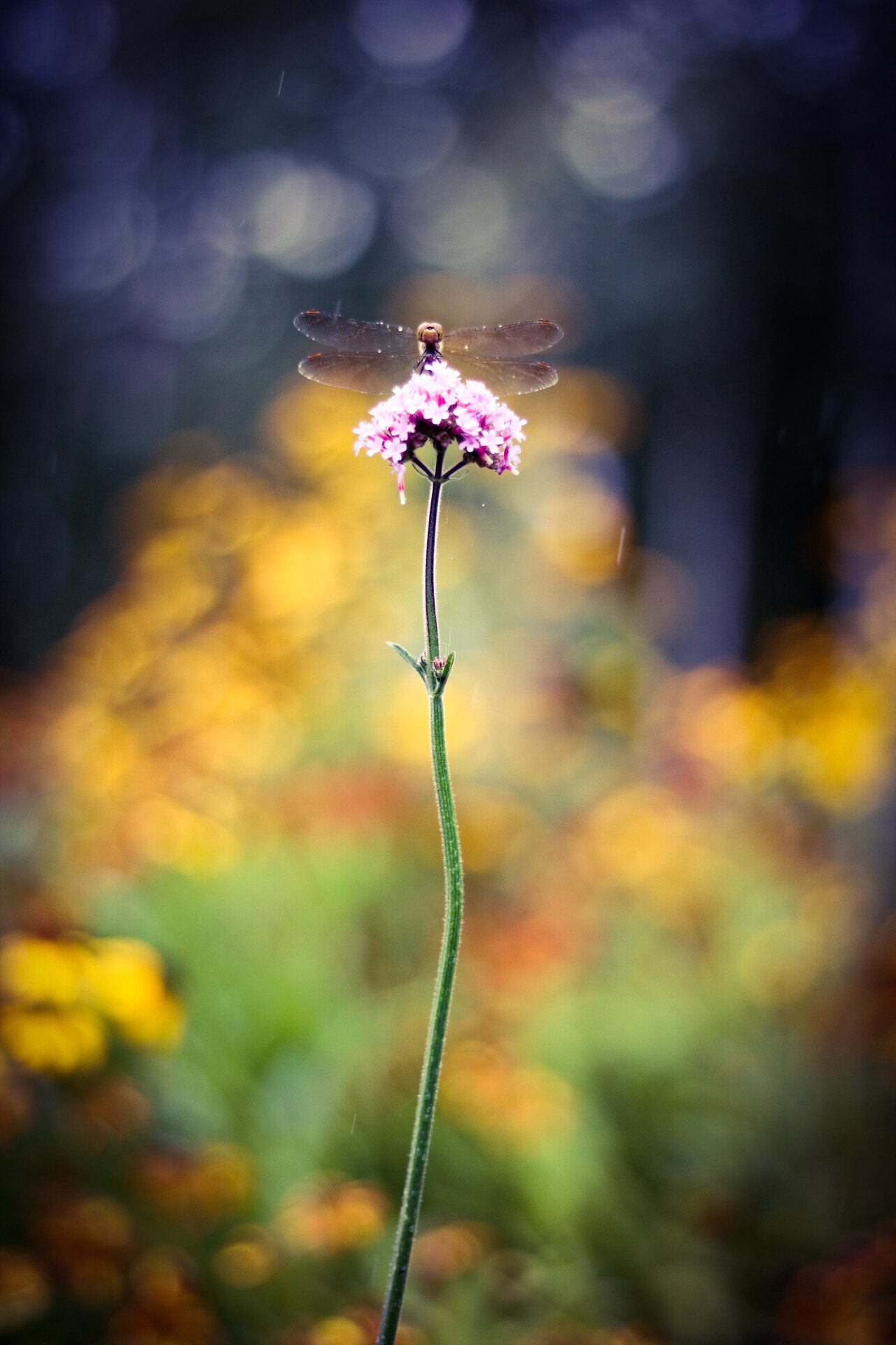 Canon EF 50mm F1.8 STM sample photo. 雨に打たれながら photography