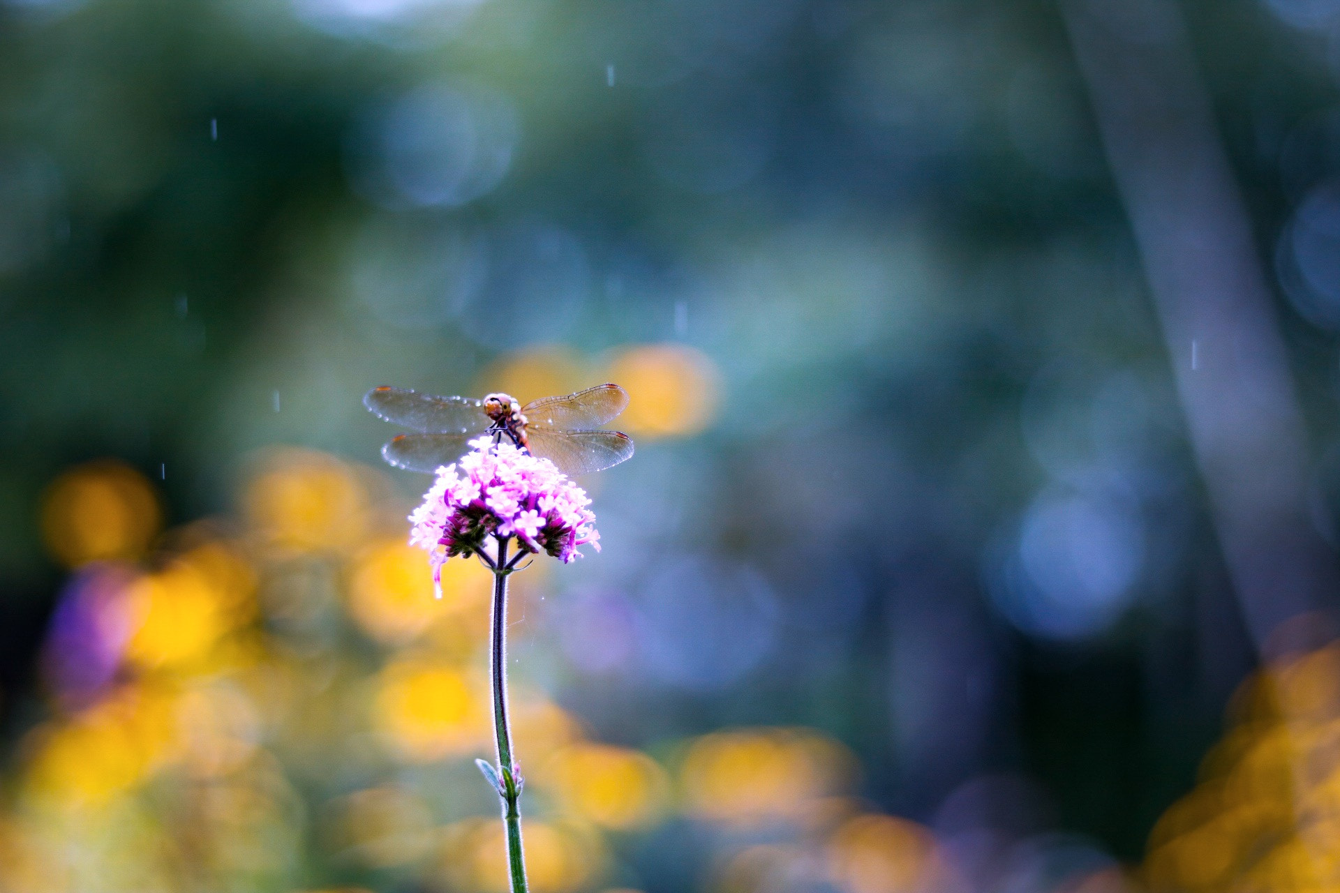 Canon EOS 750D (EOS Rebel T6i / EOS Kiss X8i) + Canon EF 50mm F1.8 STM sample photo. じっと… photography