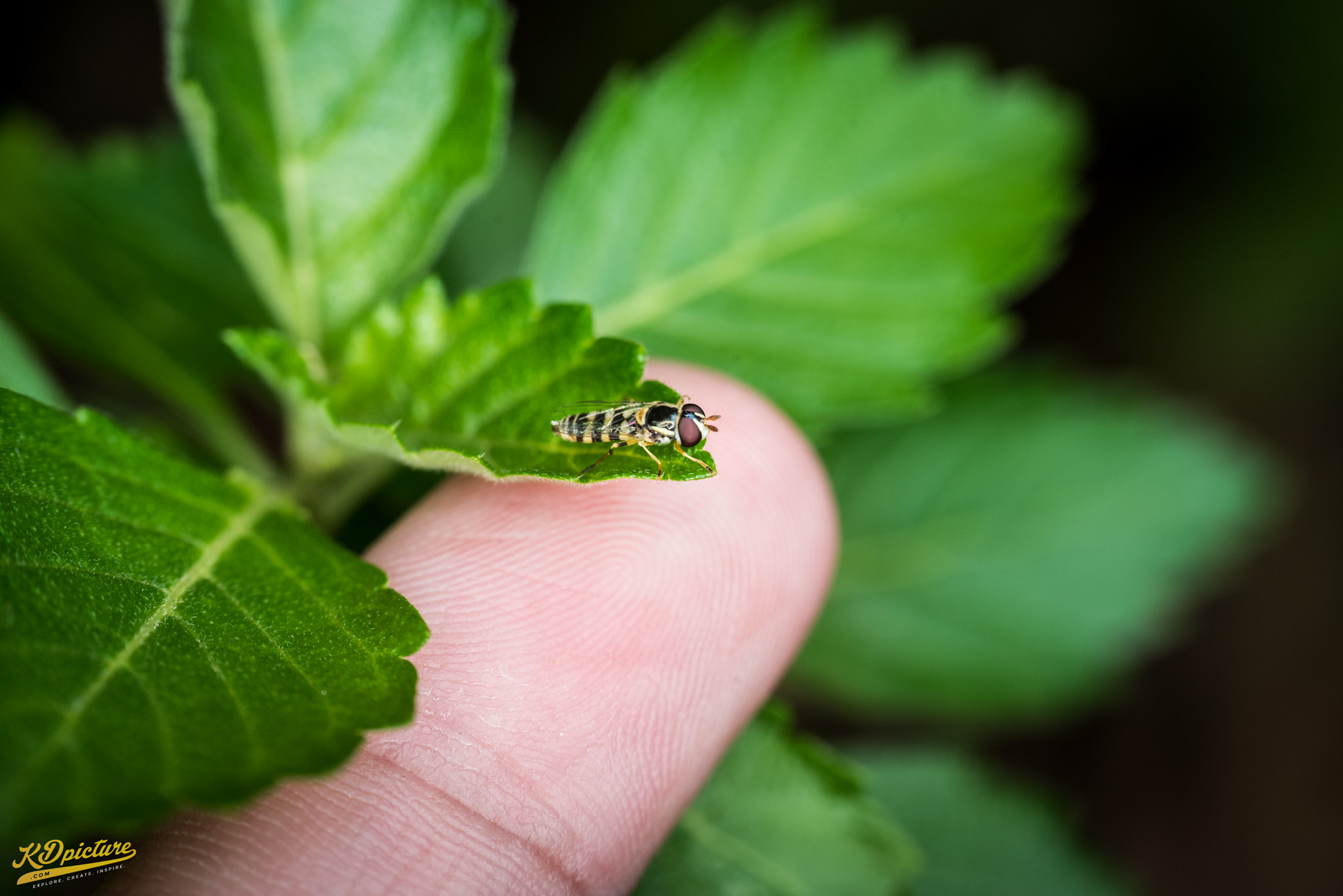 Nikon D750 + AF Nikkor 85mm f/1.8 sample photo. K macro photography