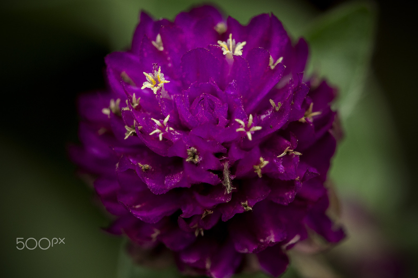 Canon EOS 700D (EOS Rebel T5i / EOS Kiss X7i) + Canon EF 100mm F2.8L Macro IS USM sample photo. Purple flower photography