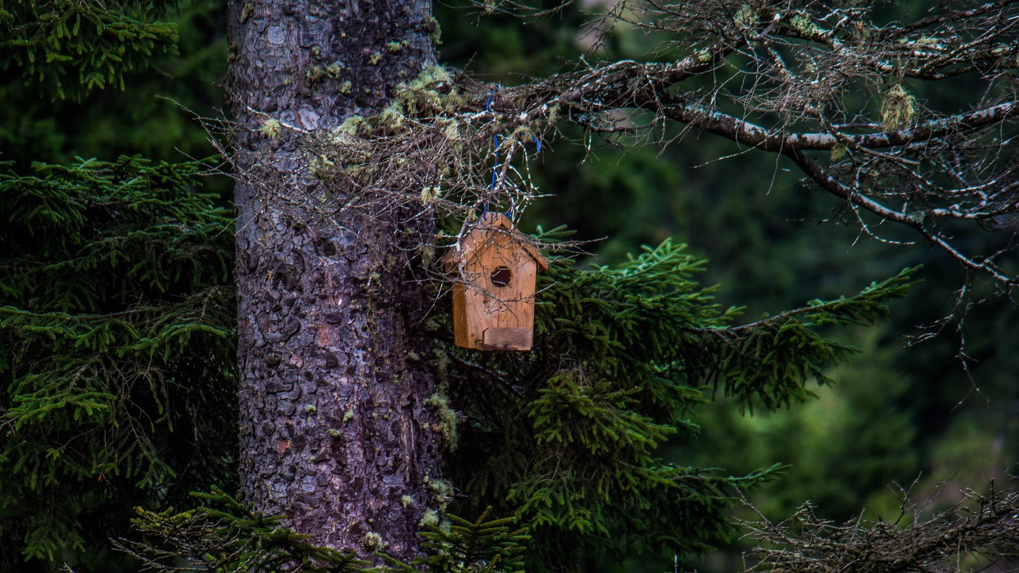 Samsung NX300 + Samsung NX 50-200mm F4-5.6 ED OIS sample photo. Bird nest photography