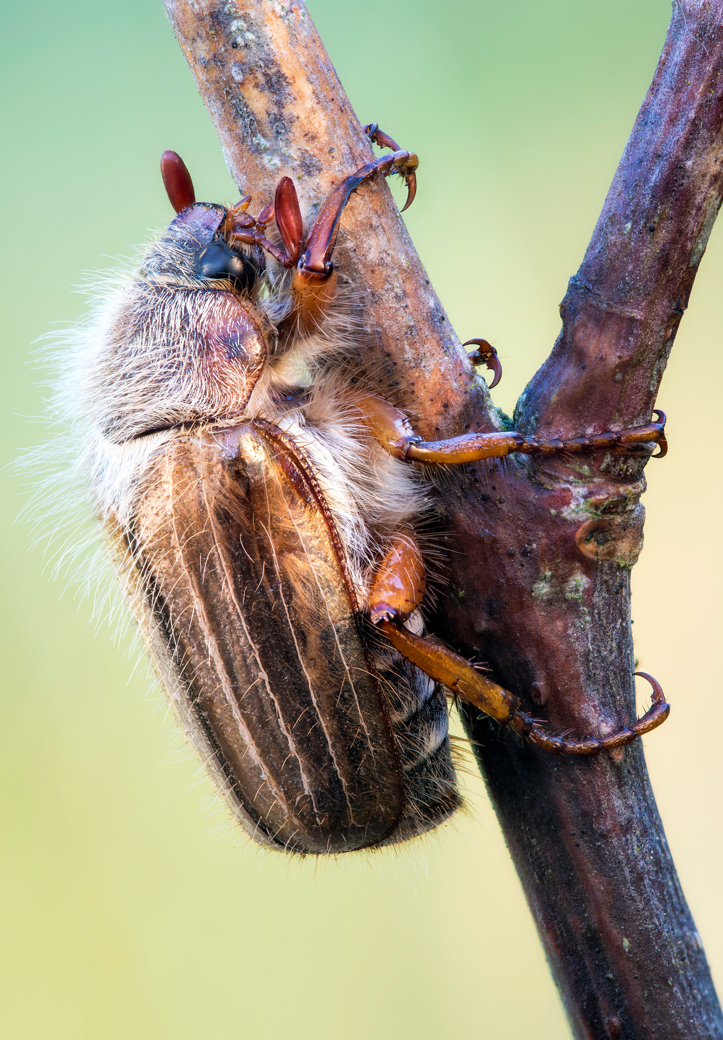 Canon EF 100mm F2.8 Macro USM sample photo. European june beetle photography