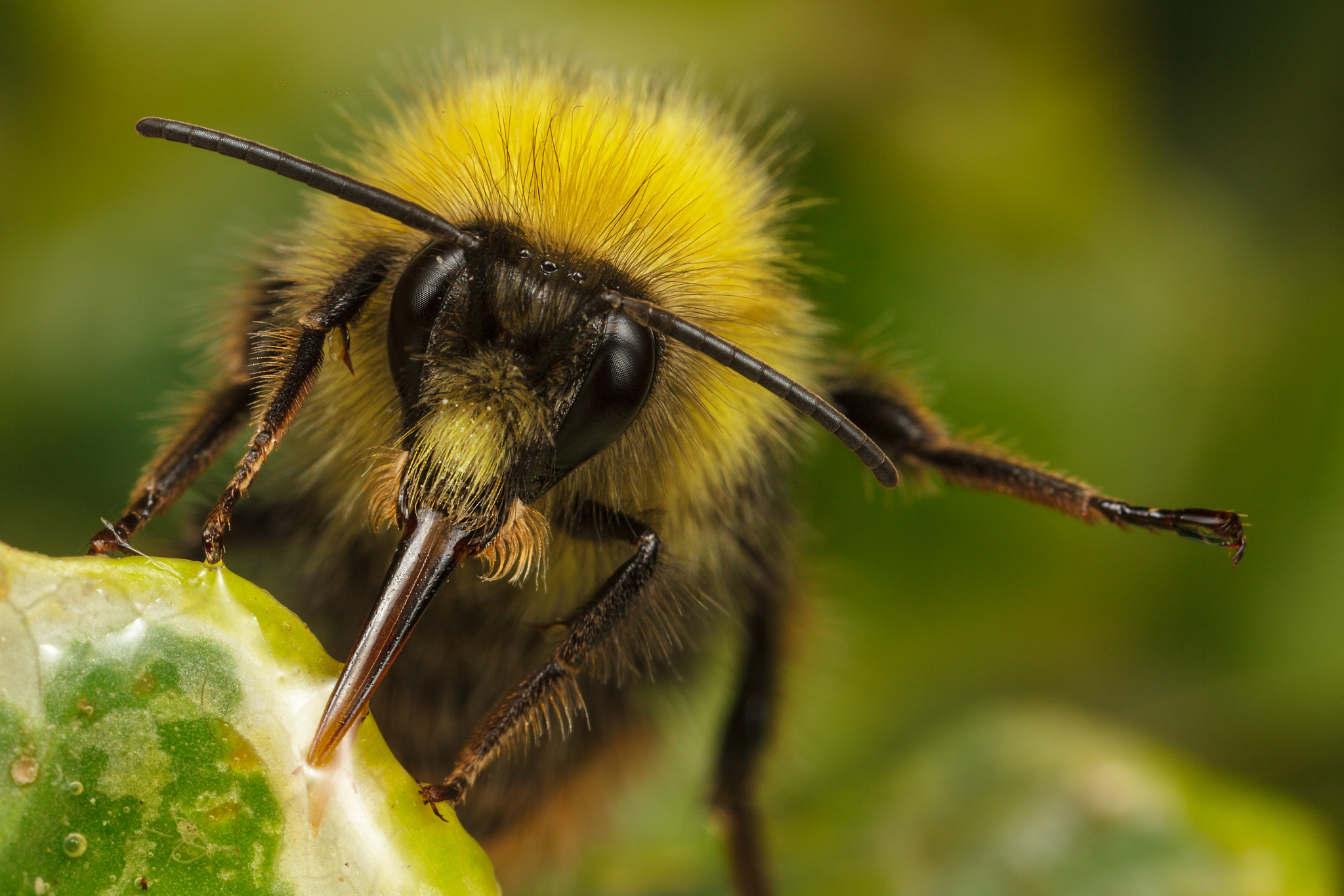 Canon EOS 5D Mark II + Canon MP-E 65mm F2.5 1-5x Macro Photo sample photo. Left turn clyde photography