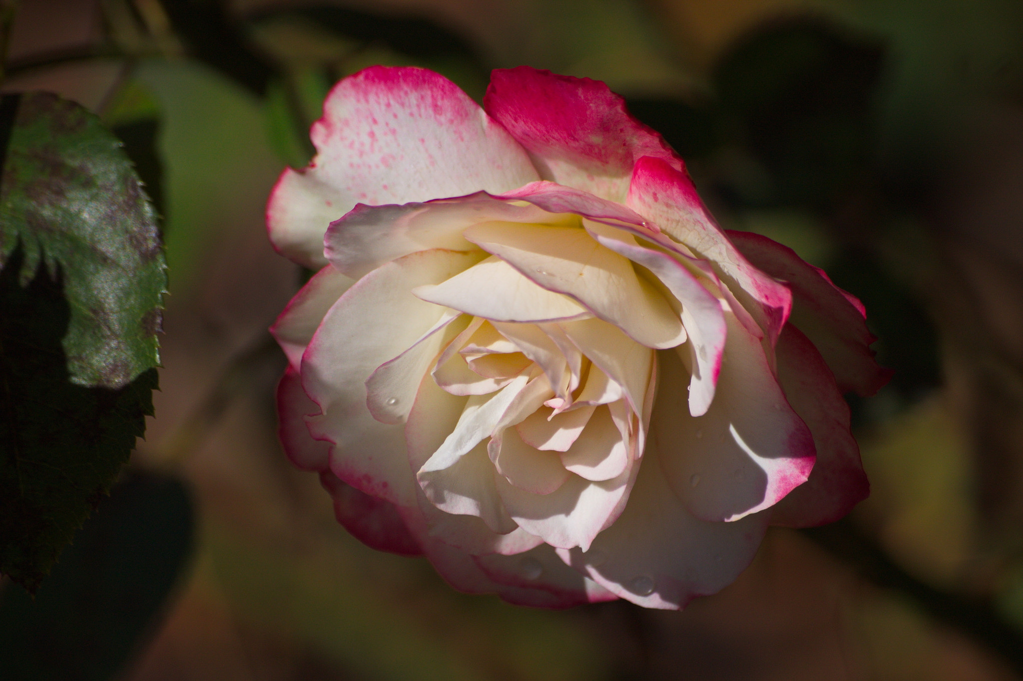Sigma 70-300mm F4-5.6 APO DG Macro sample photo. Autumn rose photography
