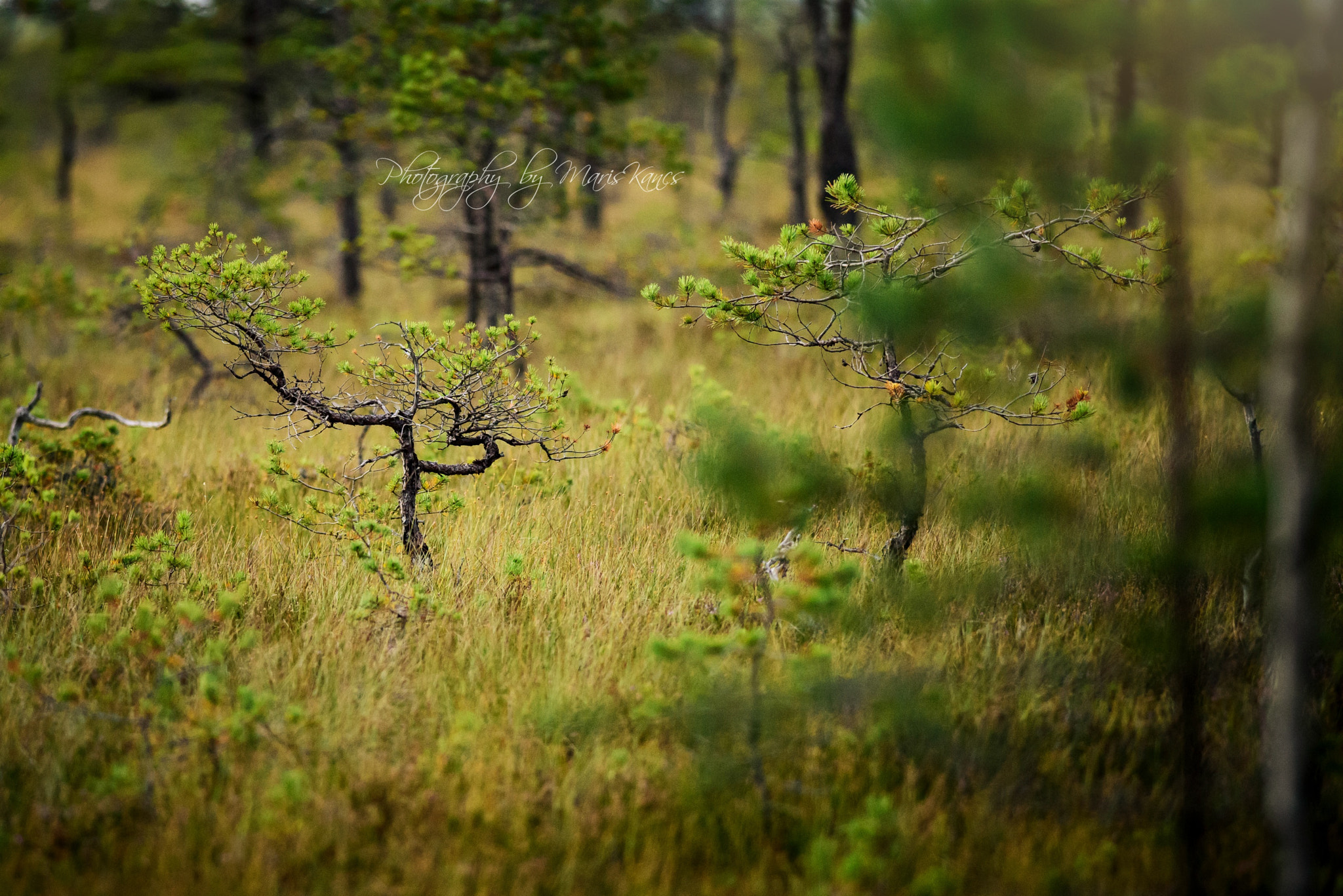 Nikon D810 + Nikon AF-S Nikkor 300mm F4D ED-IF sample photo. ... photography