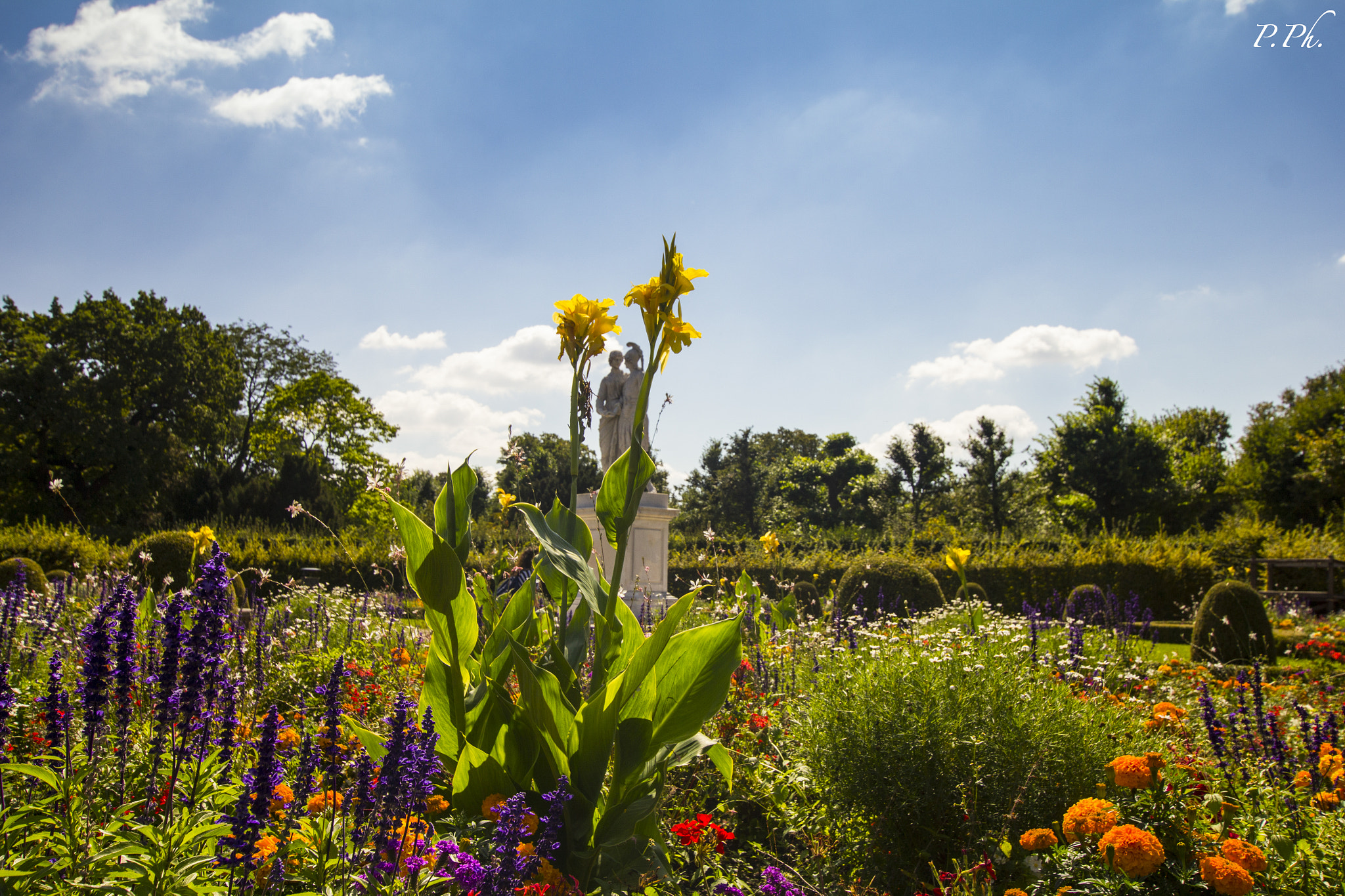 Sigma 10-20mm F3.5 EX DC HSM sample photo. Between flowers photography
