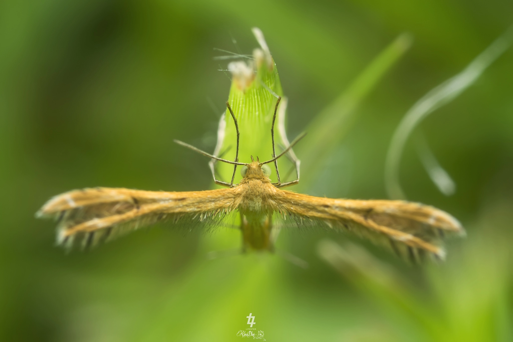 Canon MP-E 65mm F2.5 1-5x Macro Photo sample photo. Pterophoridae(มอธปีกแฉก) photography