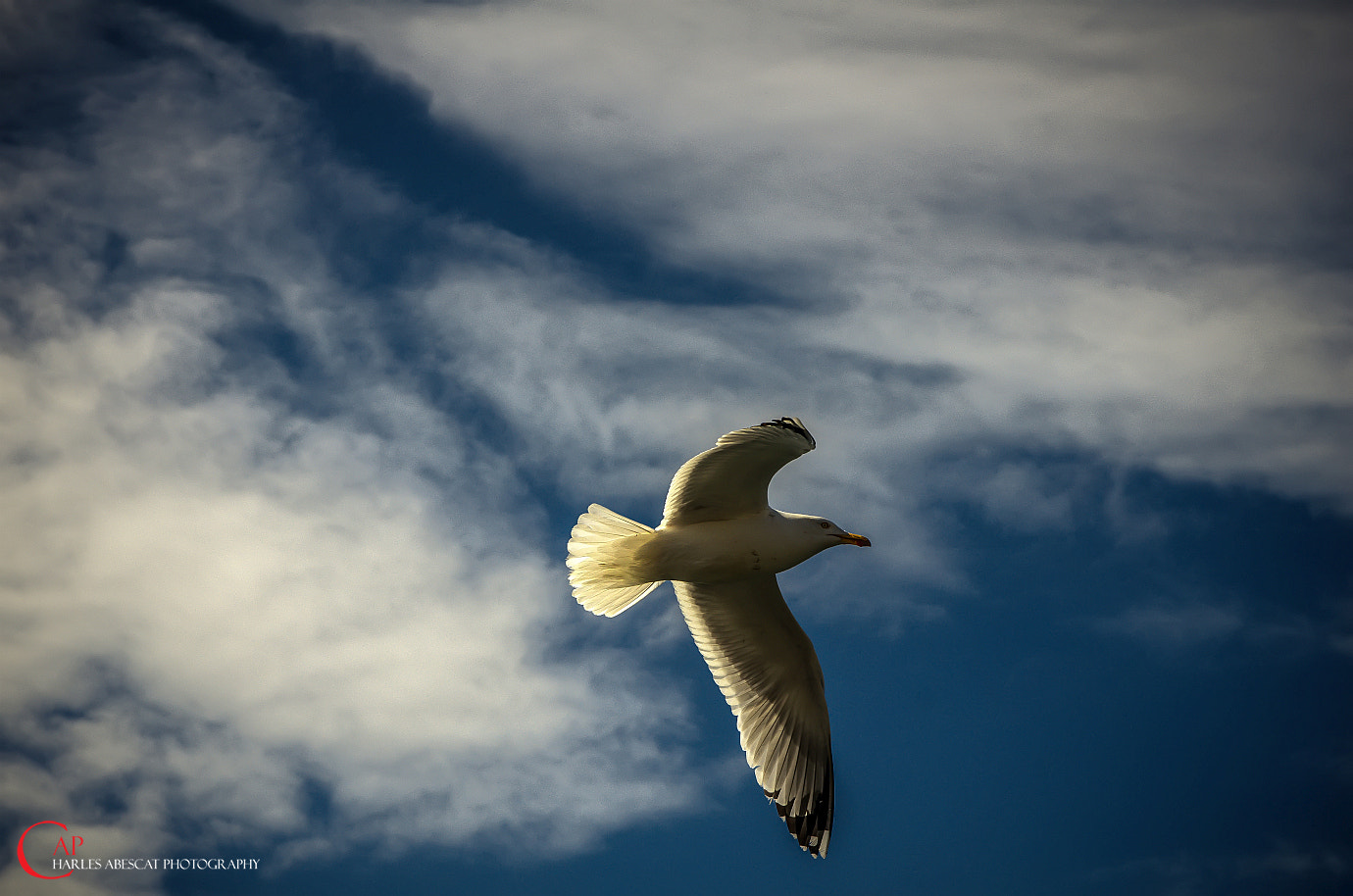 Pentax K-5 sample photo. Seagull photography