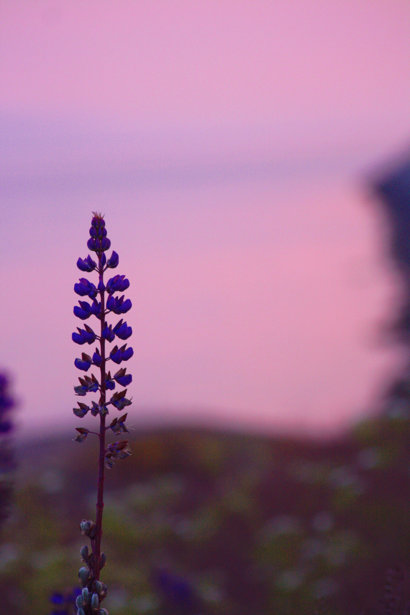 Canon EOS 1000D (EOS Digital Rebel XS / EOS Kiss F) sample photo. Lupine photography