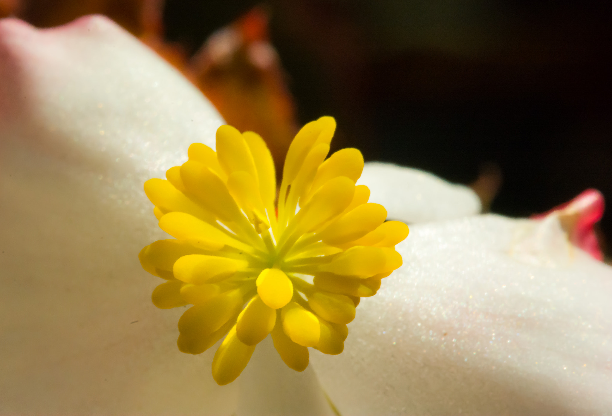Sigma 150mm F2.8 EX DG Macro HSM sample photo. Uno photography