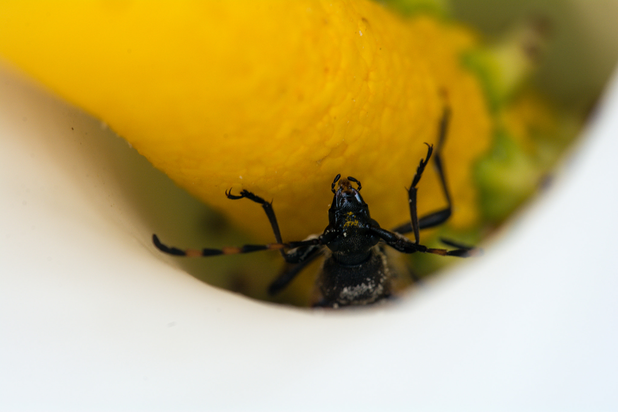 Sigma 150mm F2.8 EX DG Macro HSM sample photo. Macro photography