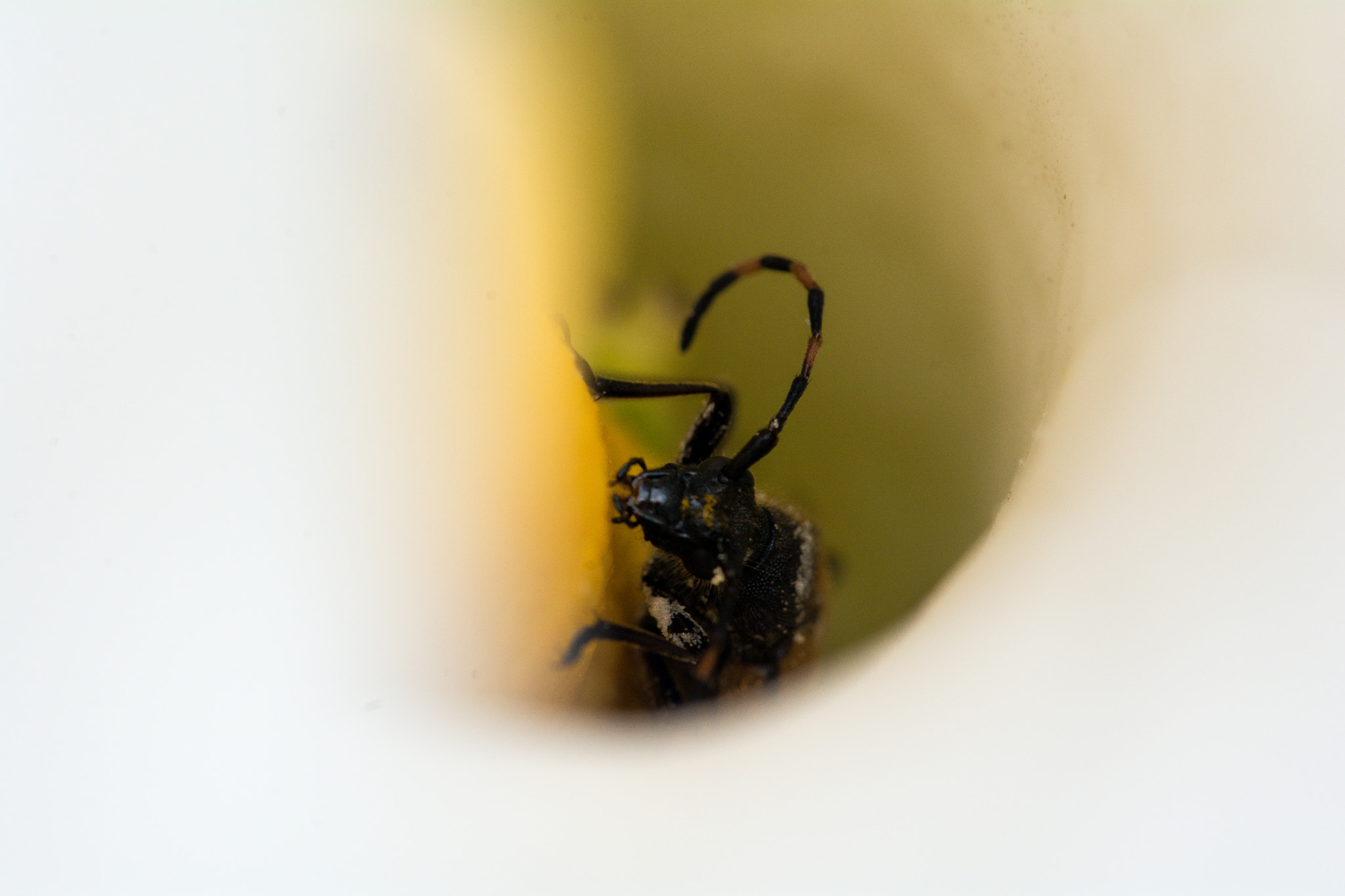 Sigma 150mm F2.8 EX DG Macro HSM sample photo. Macro photography