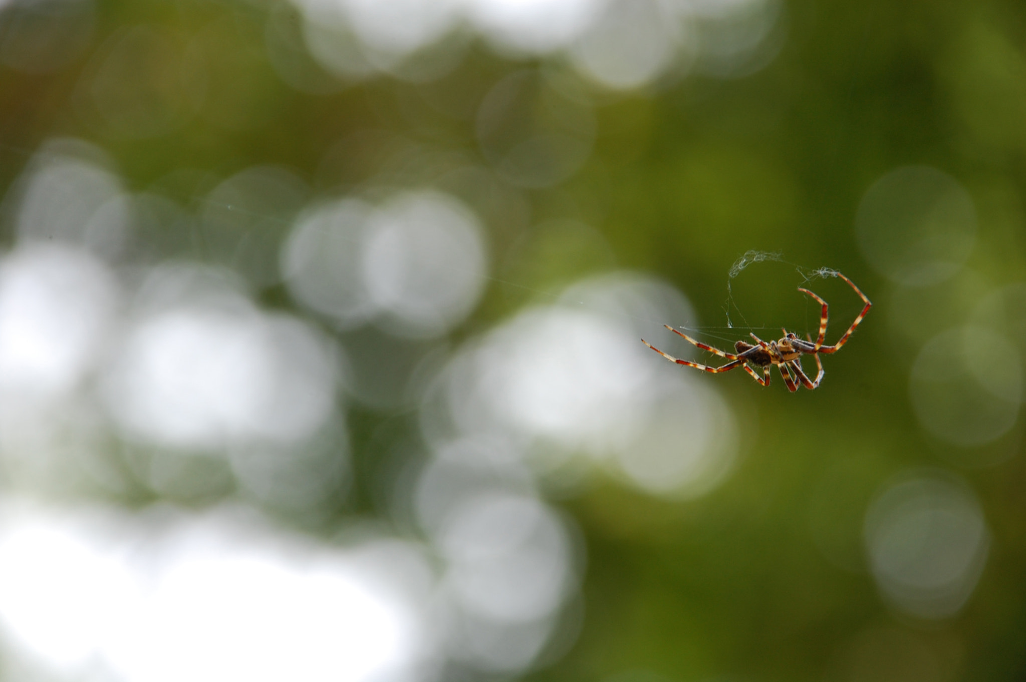 Nikon D40 + Sigma 18-200mm F3.5-6.3 DC sample photo. Spider photography