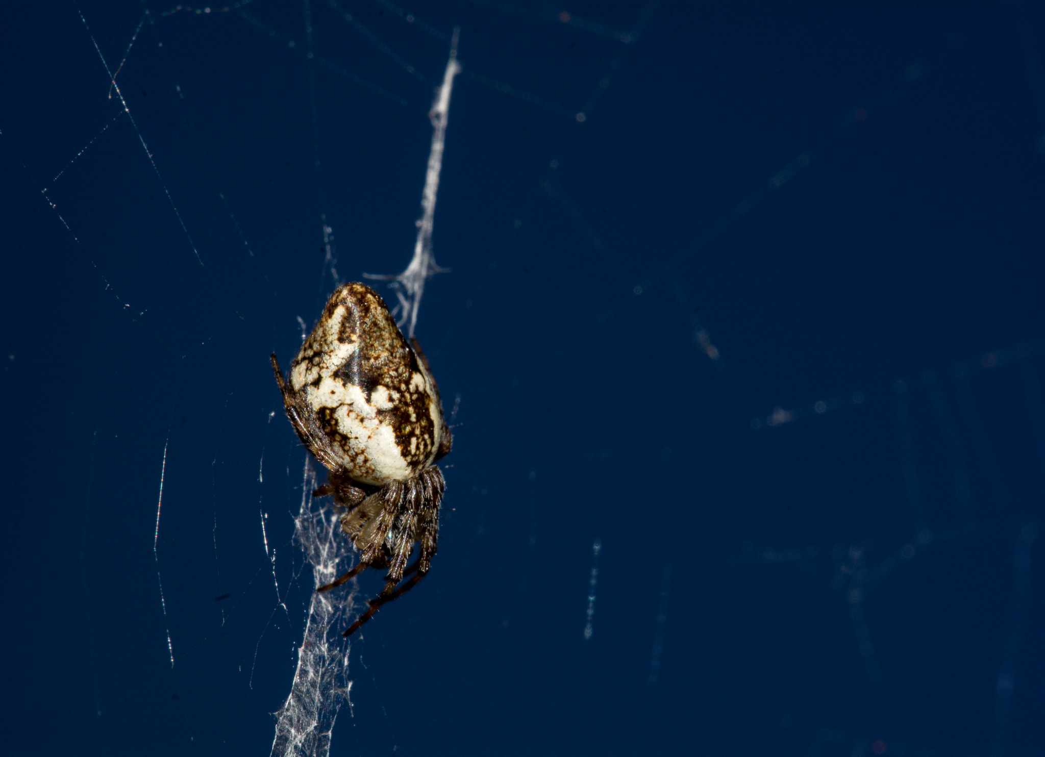 Sigma 150mm F2.8 EX DG Macro HSM sample photo. Macro fondo azul photography