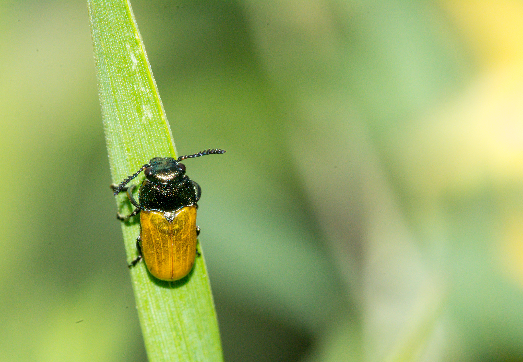 Sigma 150mm F2.8 EX DG Macro HSM sample photo. Macro fondo luz photography